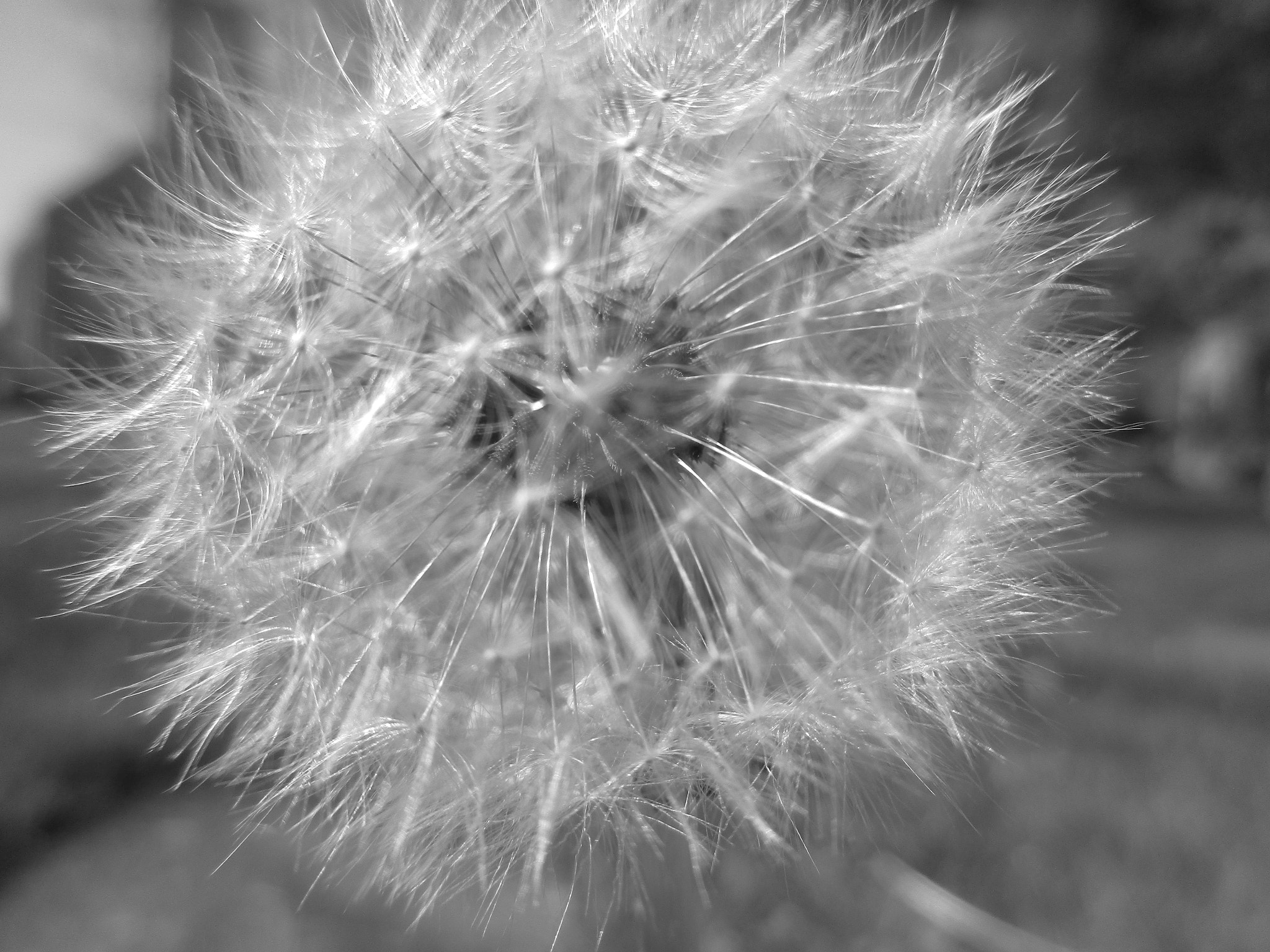 Canon PowerShot ELPH 170 IS (IXUS 170 / IXY 170) sample photo. Photo series: flower portraits: "the dandelion pho photography