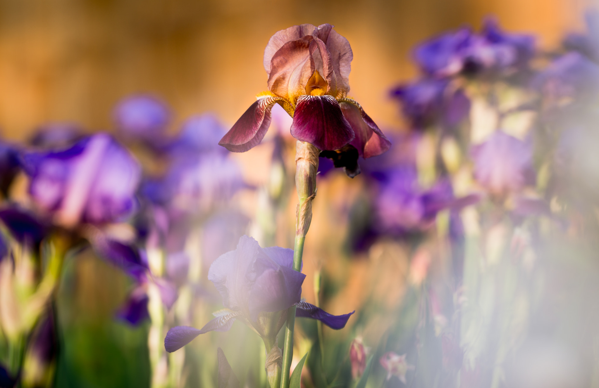 Sigma 150mm F2.8 EX DG Macro HSM sample photo. Center stage photography