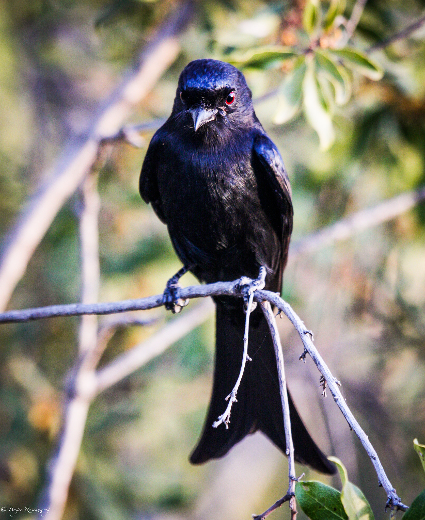 Canon EF 100-400mm F4.5-5.6L IS USM sample photo. Bird photography