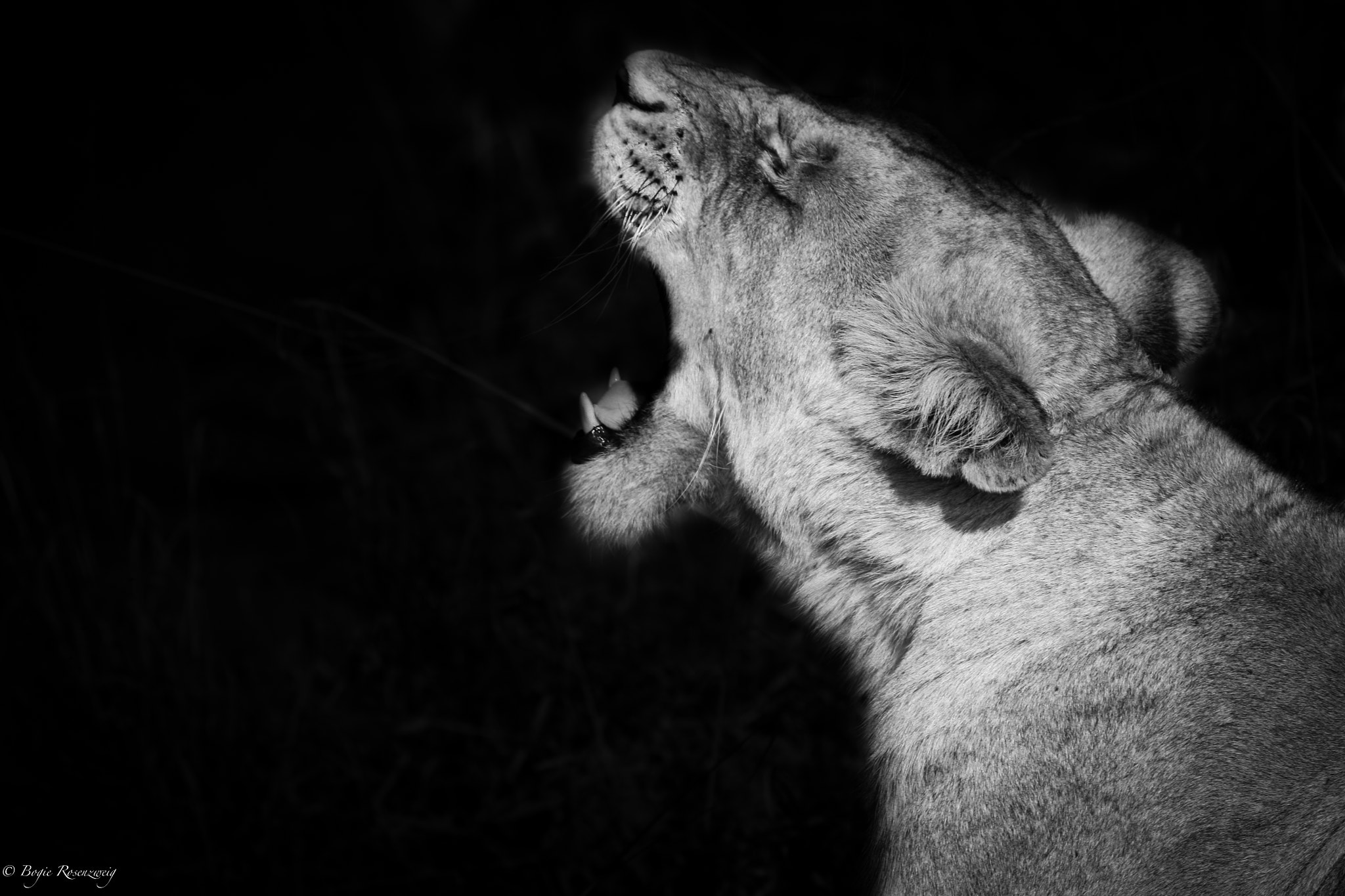 Canon EF 100-400mm F4.5-5.6L IS USM sample photo. Roar photography