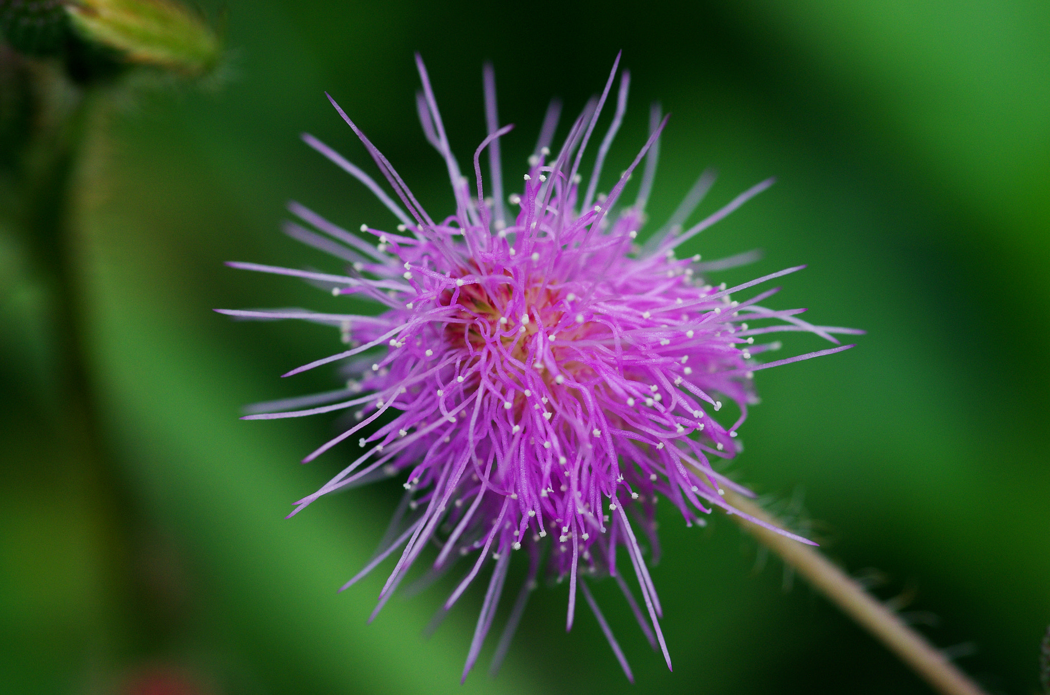 Pentax smc D-FA 100mm F2.8 macro sample photo. Flower photography