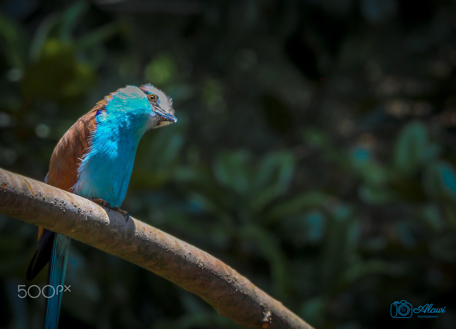 Sigma 70-200mm F2.8 EX DG OS HSM sample photo. Racket tailed roller photography