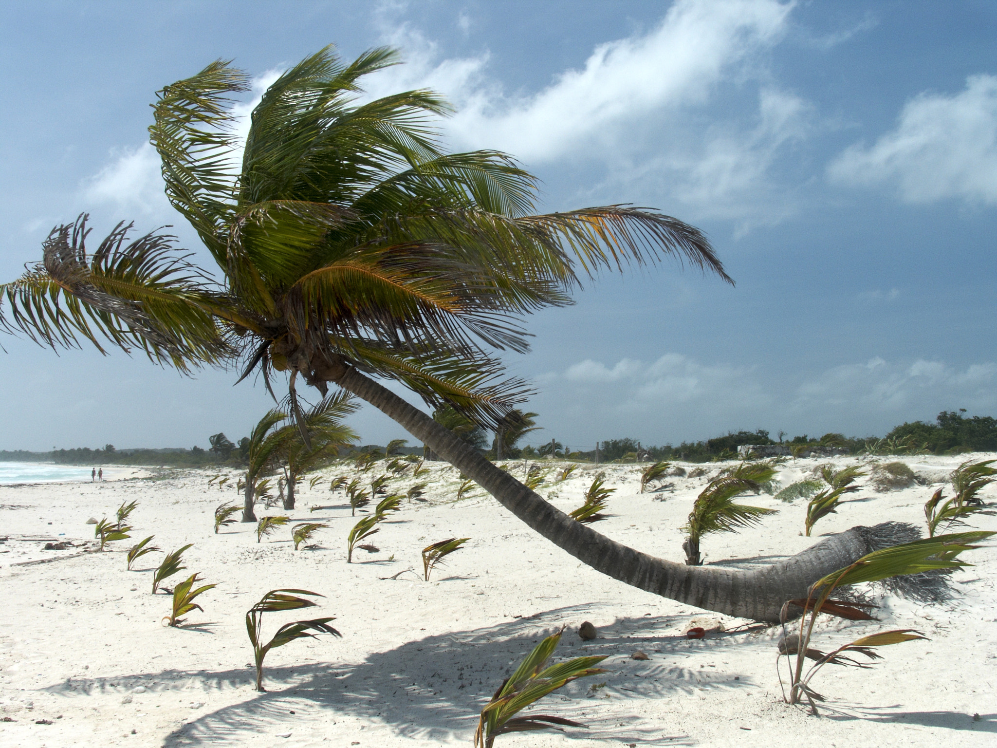 Canon POWERSHOT PRO1 sample photo. Caribbean beach. photography