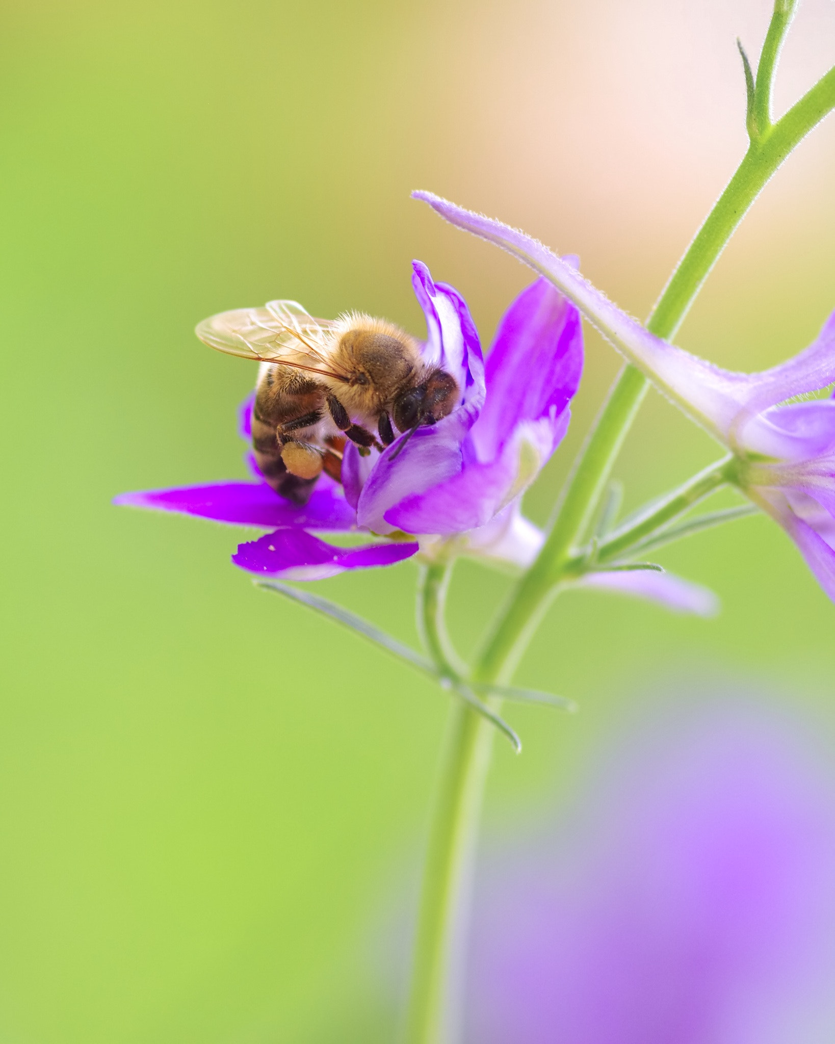 Pentax smc D-FA 100mm F2.8 Macro WR sample photo. Bee photography