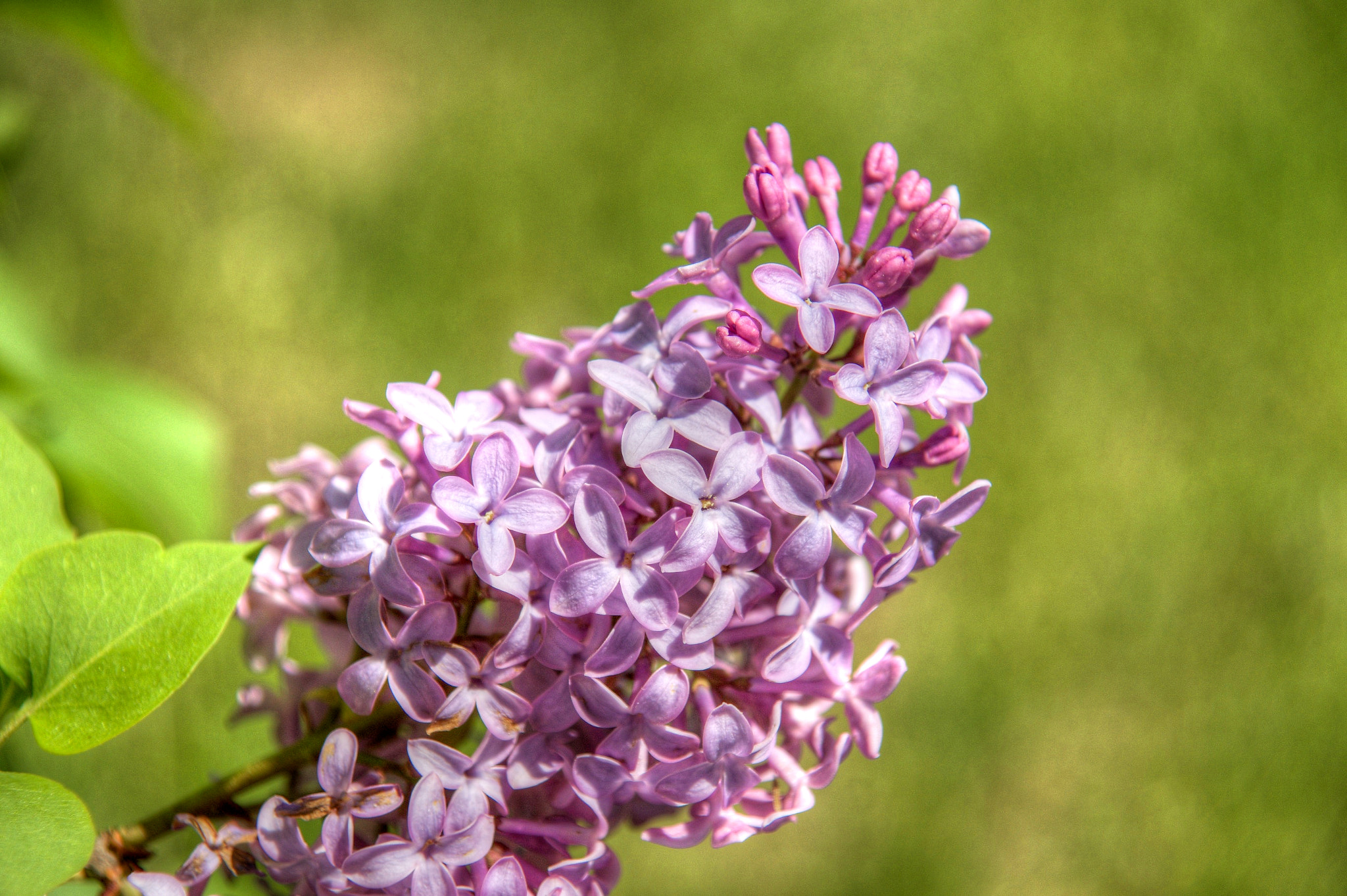 Sony DT 16-105mm F3.5-5.6 sample photo