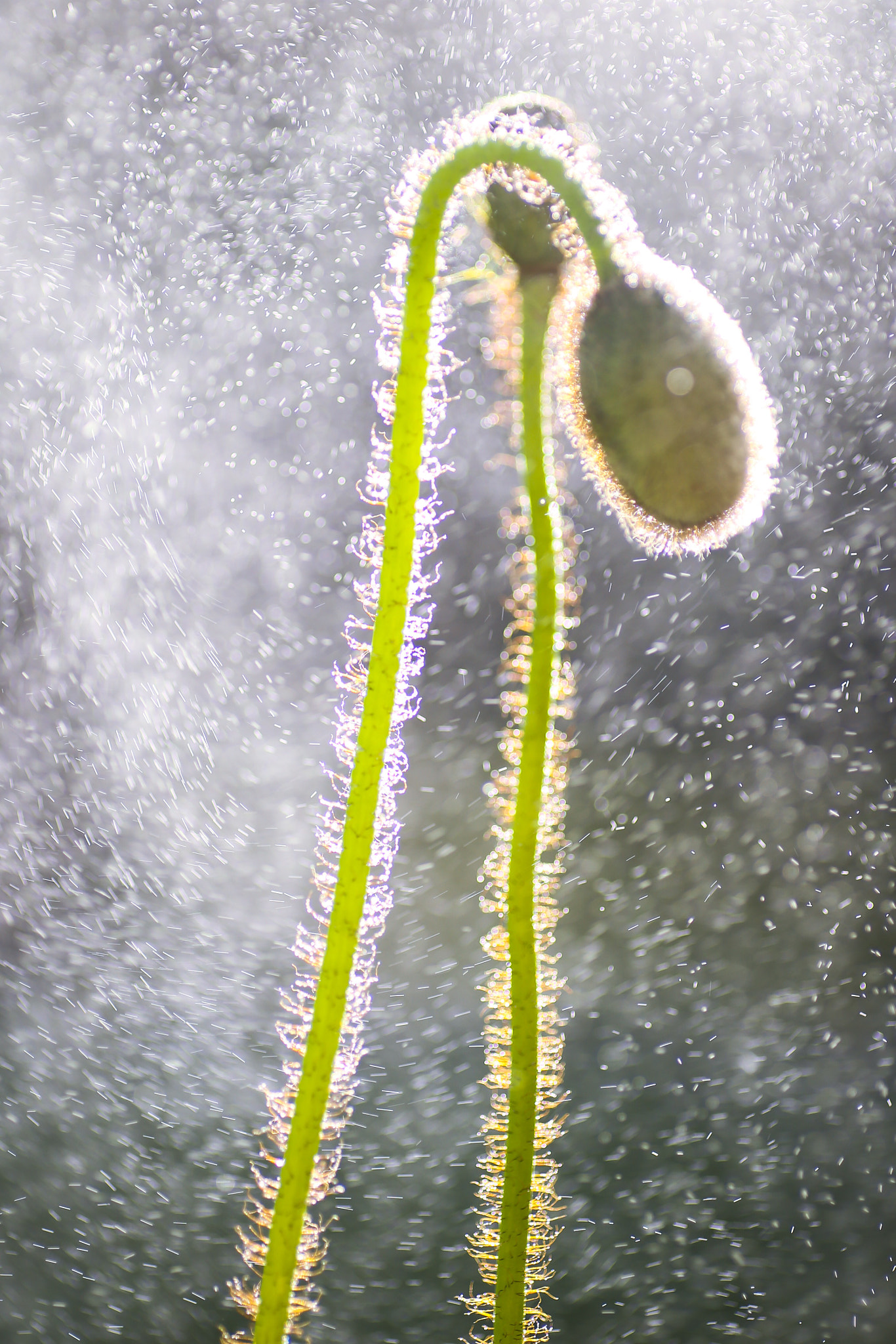 Canon 90mm sample photo. Misted poppy photography
