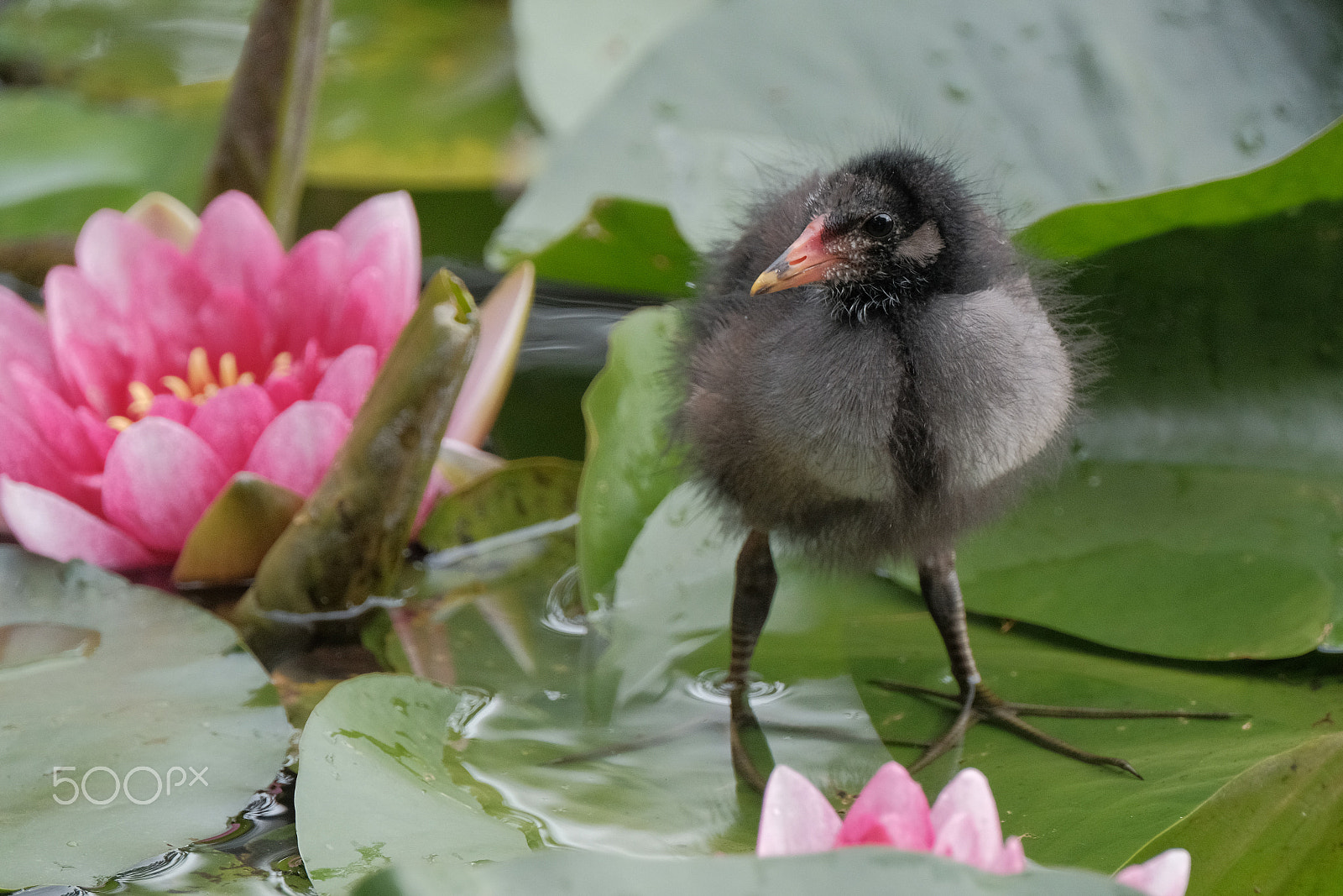 Fujifilm XF 100-400mm F4.5-5.6 R LM OIS WR sample photo. Common moorhen chick and water lily photography