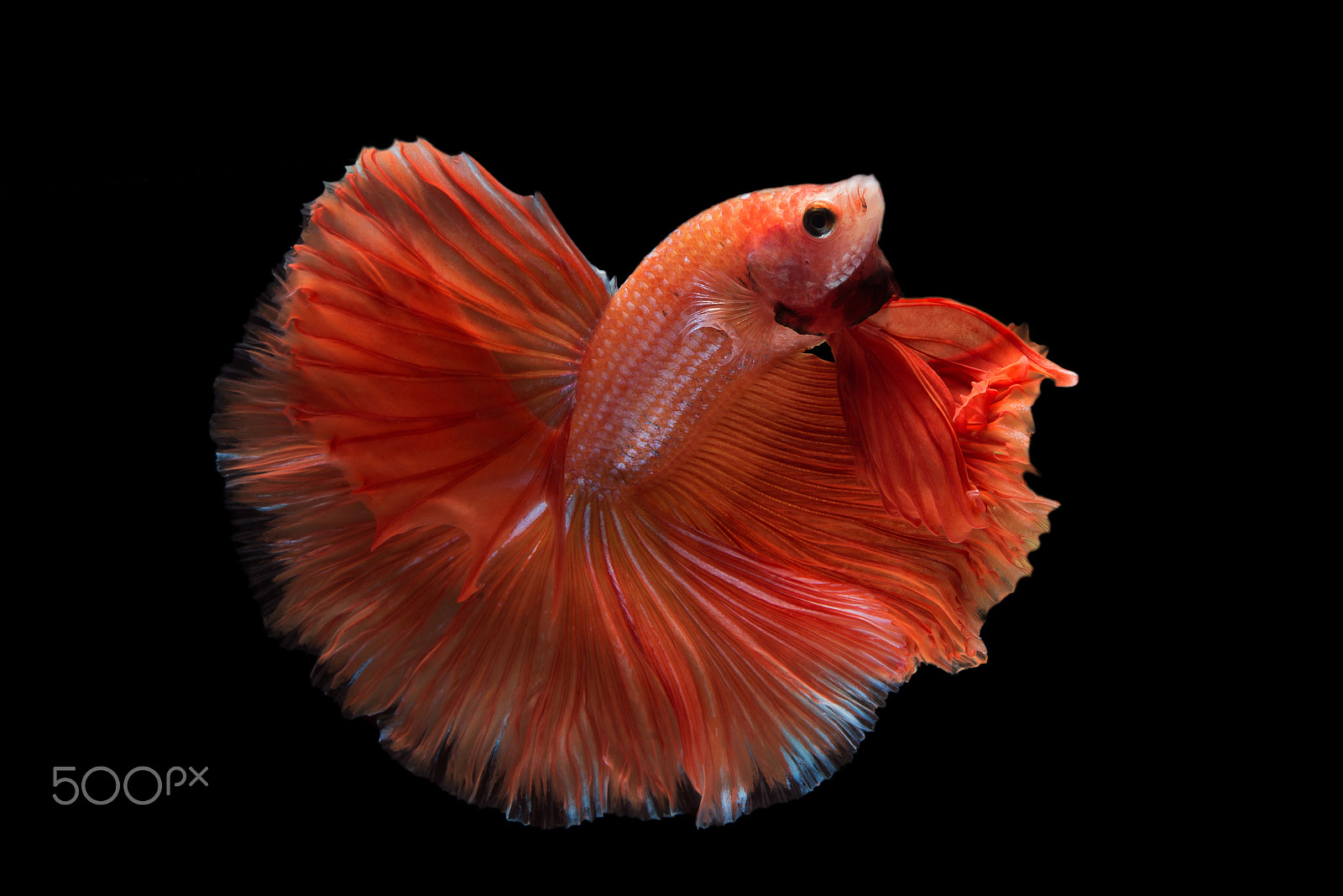 Nikon AF-S Micro-Nikkor 60mm F2.8G ED sample photo. Halfmoon betta fish photography
