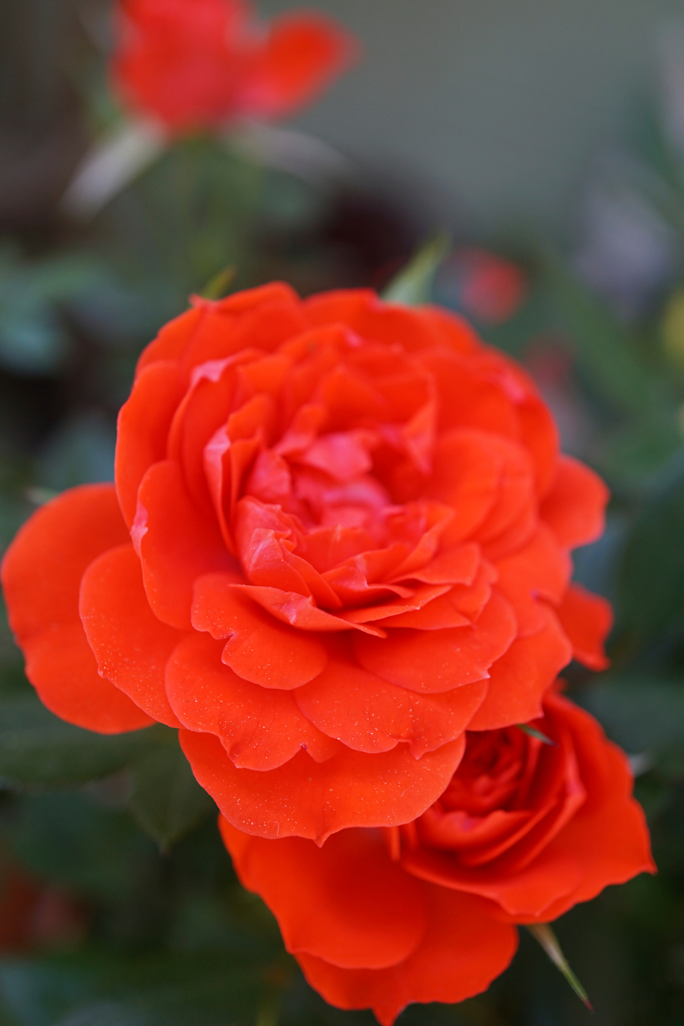 Sony a6000 + Sony E 30mm F3.5 sample photo. Roses! photography
