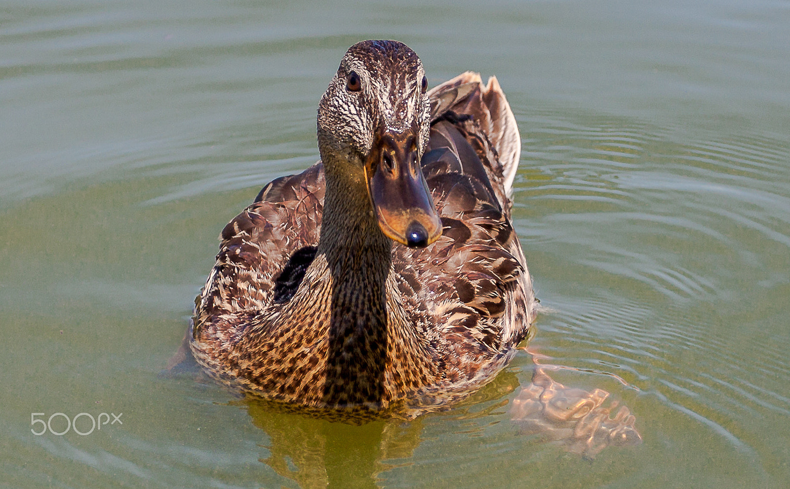 Canon EOS 500D (EOS Rebel T1i / EOS Kiss X3) + Canon EF 17-40mm F4L USM sample photo. Duck! photography