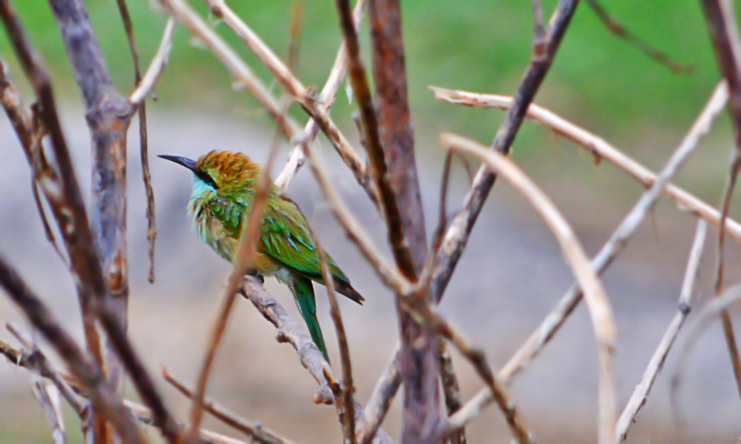 Nikon AF-Nikkor 80-200mm F2.8D ED sample photo. Bee eater photography