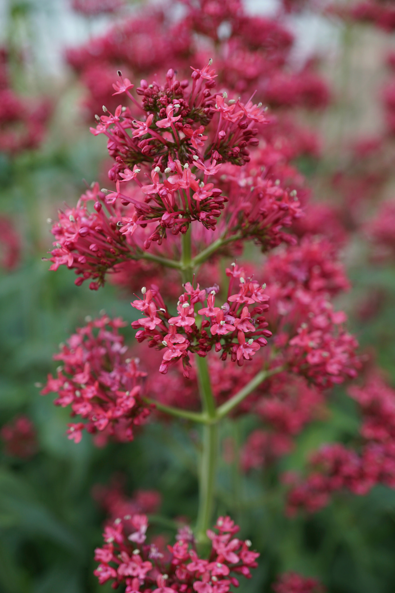 Sony a6000 + Sony E 30mm F3.5 sample photo. Red valerian photography