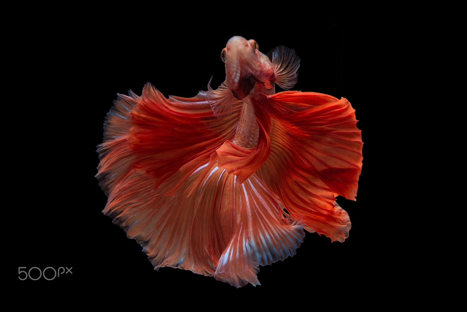 Nikon AF-S Micro-Nikkor 60mm F2.8G ED sample photo. Betta photography