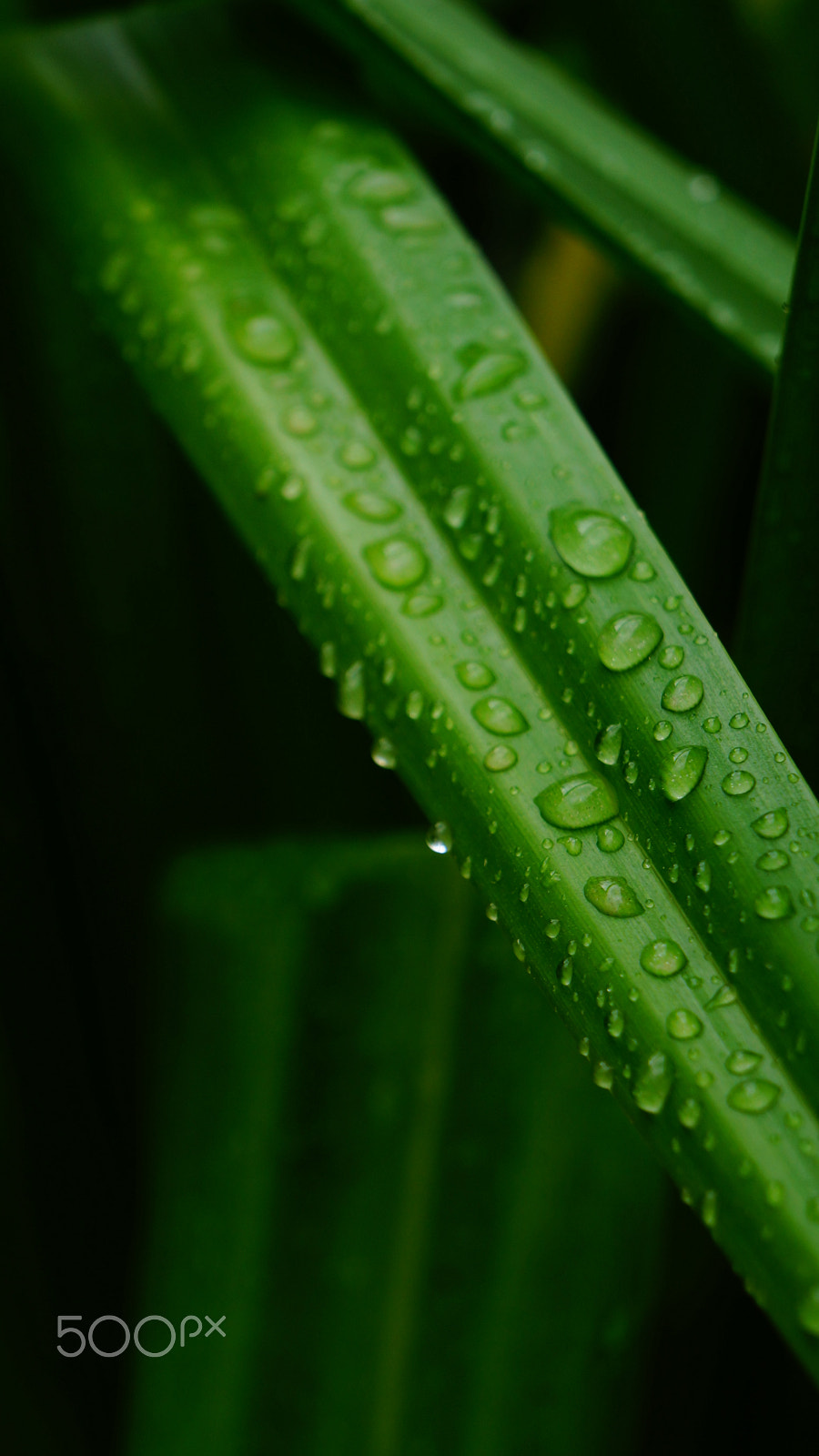 Sony E 18-55mm F3.5-5.6 OSS sample photo. Little details photography