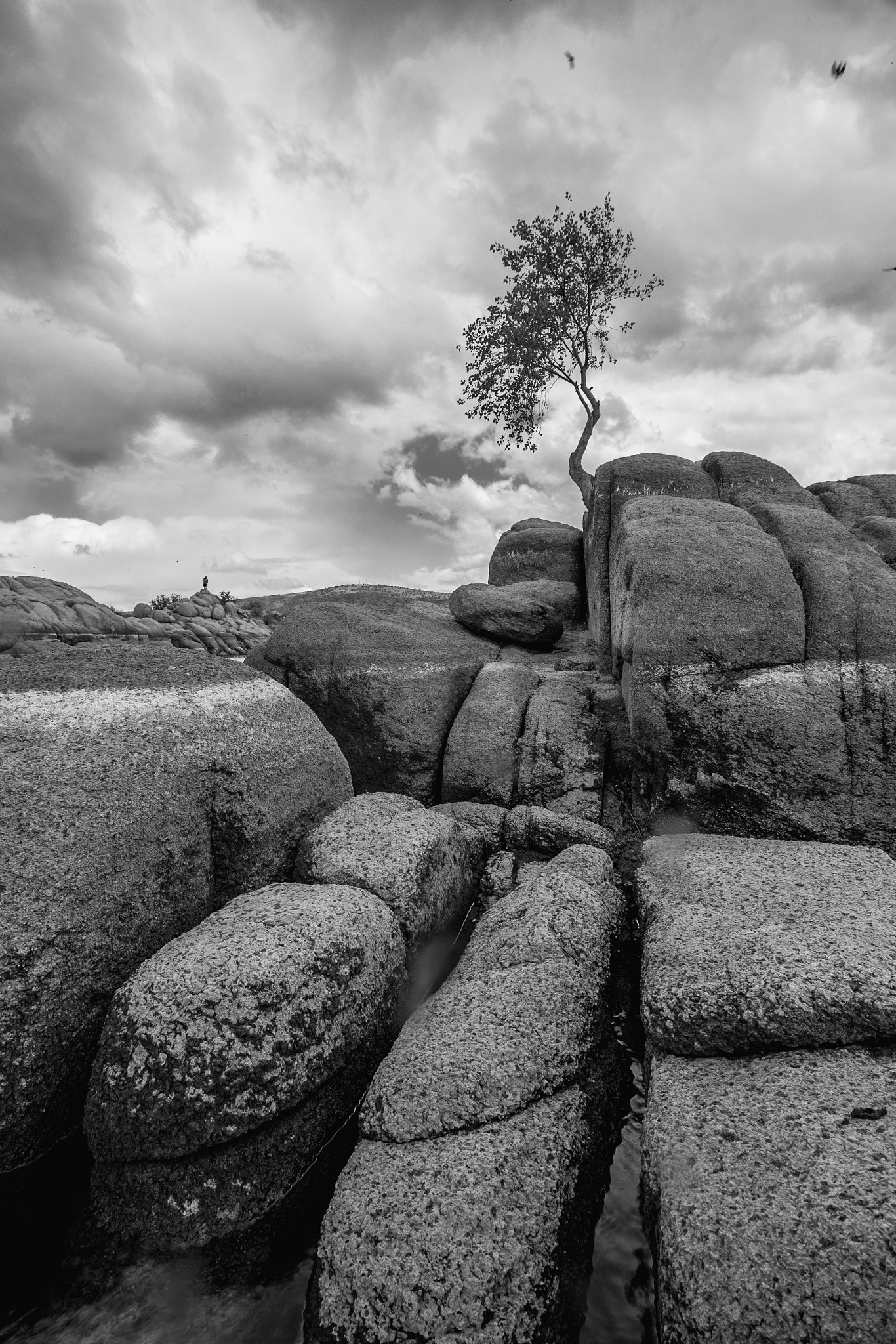 Canon EF-S 10-18mm F4.5–5.6 IS STM sample photo. My favorite tree at watson lake, prescott az. photography