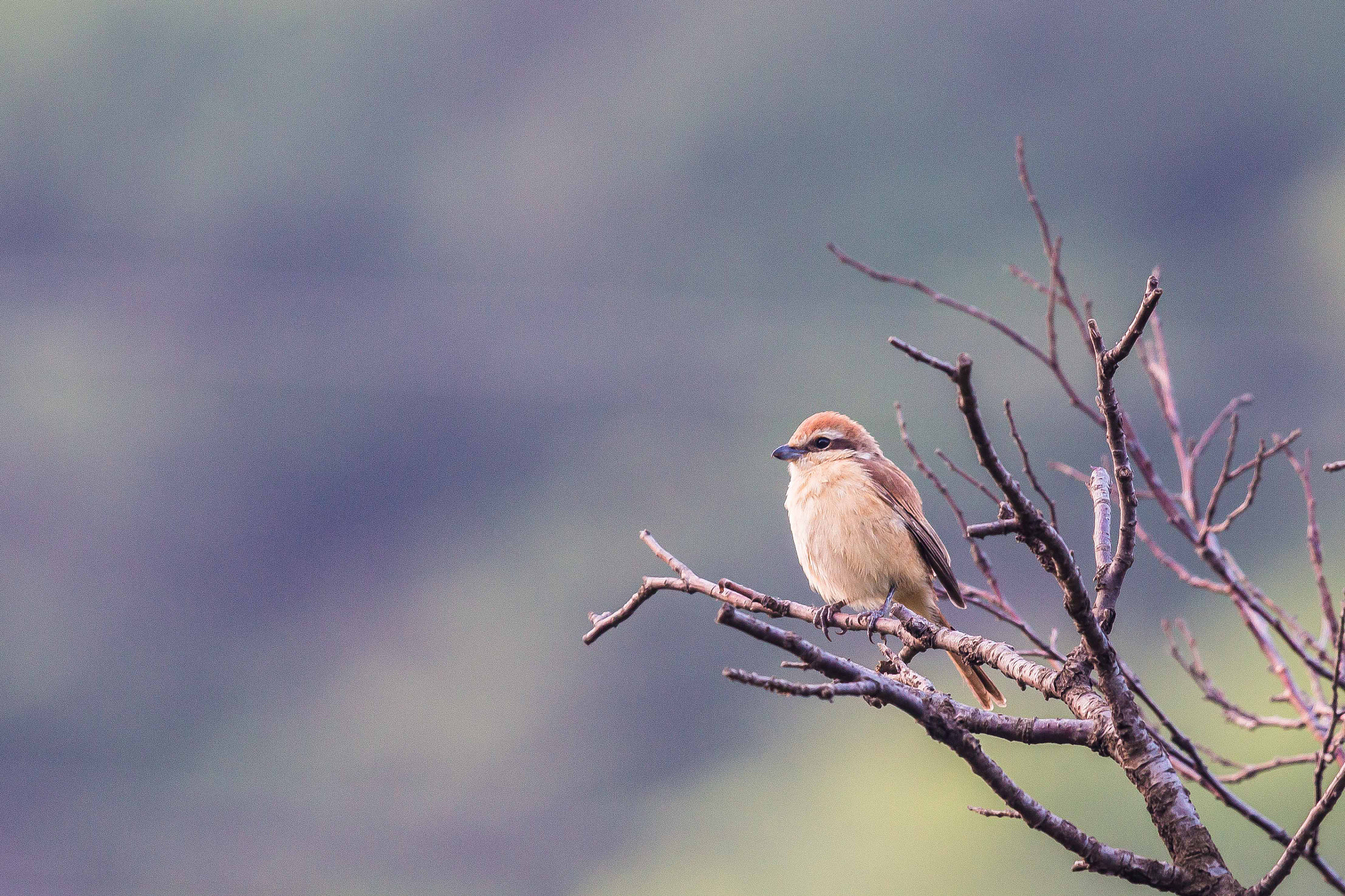 Canon EOS 70D + Canon EF 600mm F4L IS II USM sample photo. Brown shrike photography