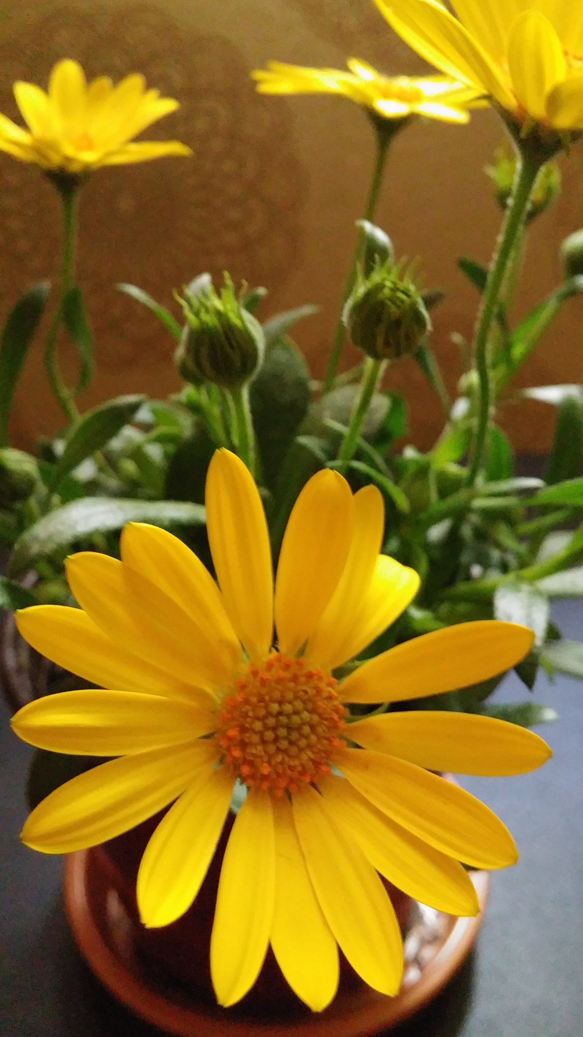 LG G3 CAT.6 sample photo. Dimor (flower language ; eternal love) photography