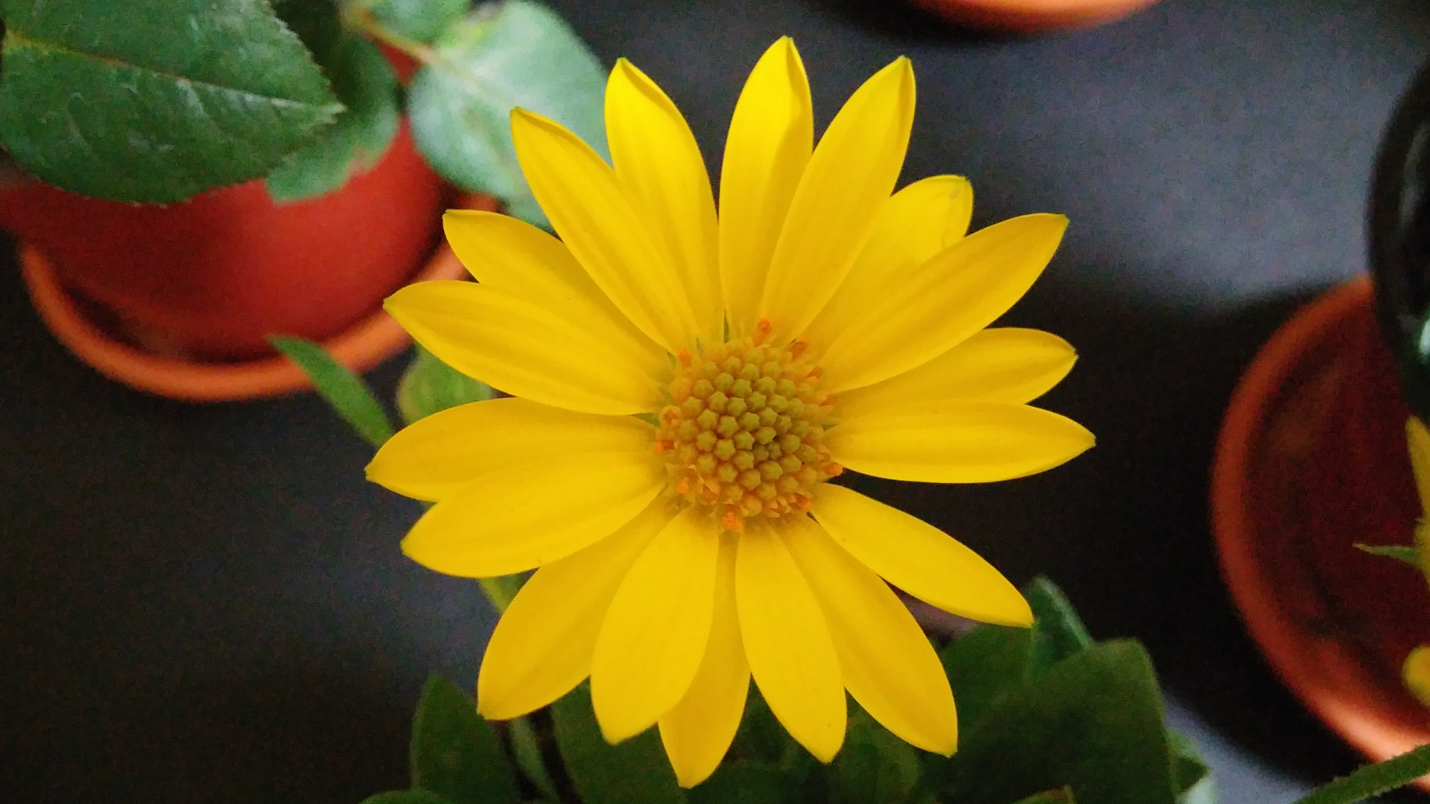 LG G3 CAT.6 sample photo. Dimor 1 photography