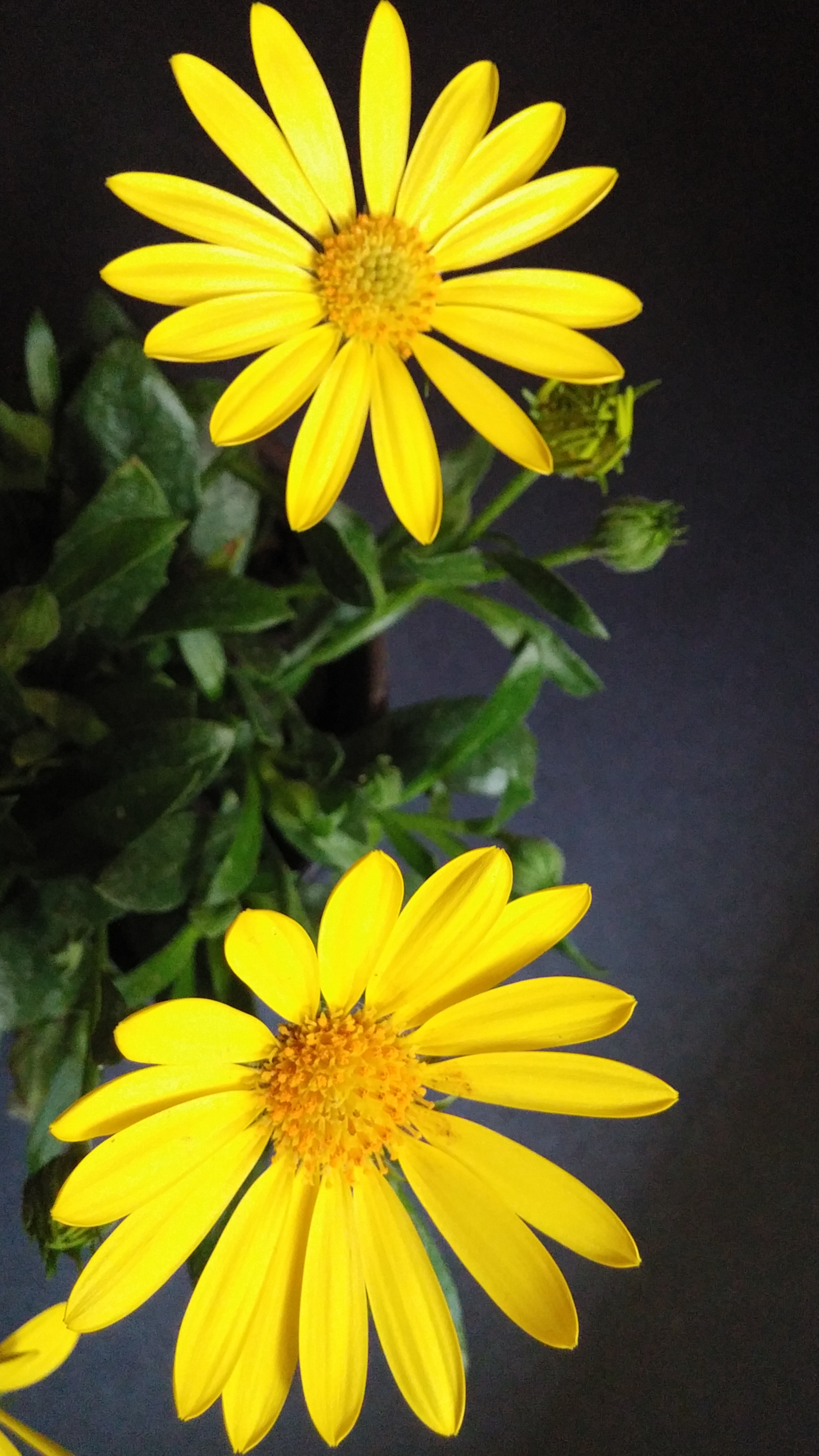 LG G3 CAT.6 sample photo. Dimor 2 (flower language ; eternal love) photography