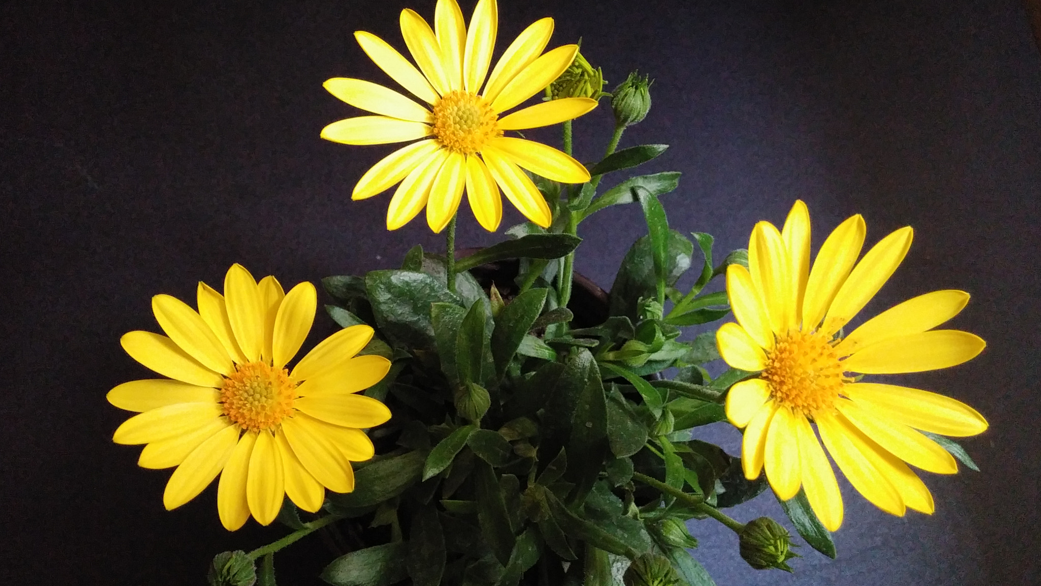LG G3 CAT.6 sample photo. Dimor 3 (flower language ; eternal love) photography