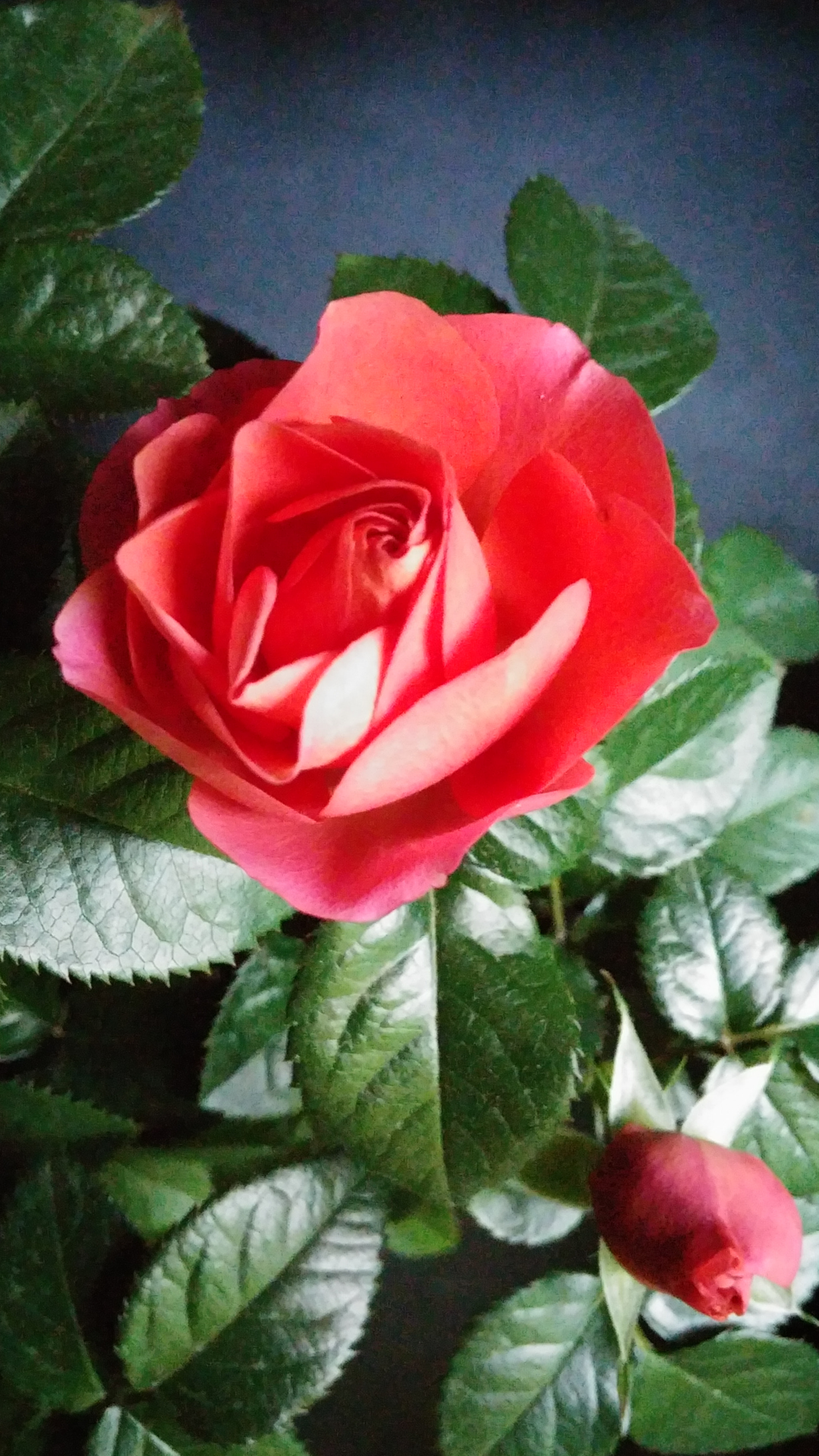 LG G3 CAT.6 sample photo. Red rose 2 (flower language ; love, joy) photography