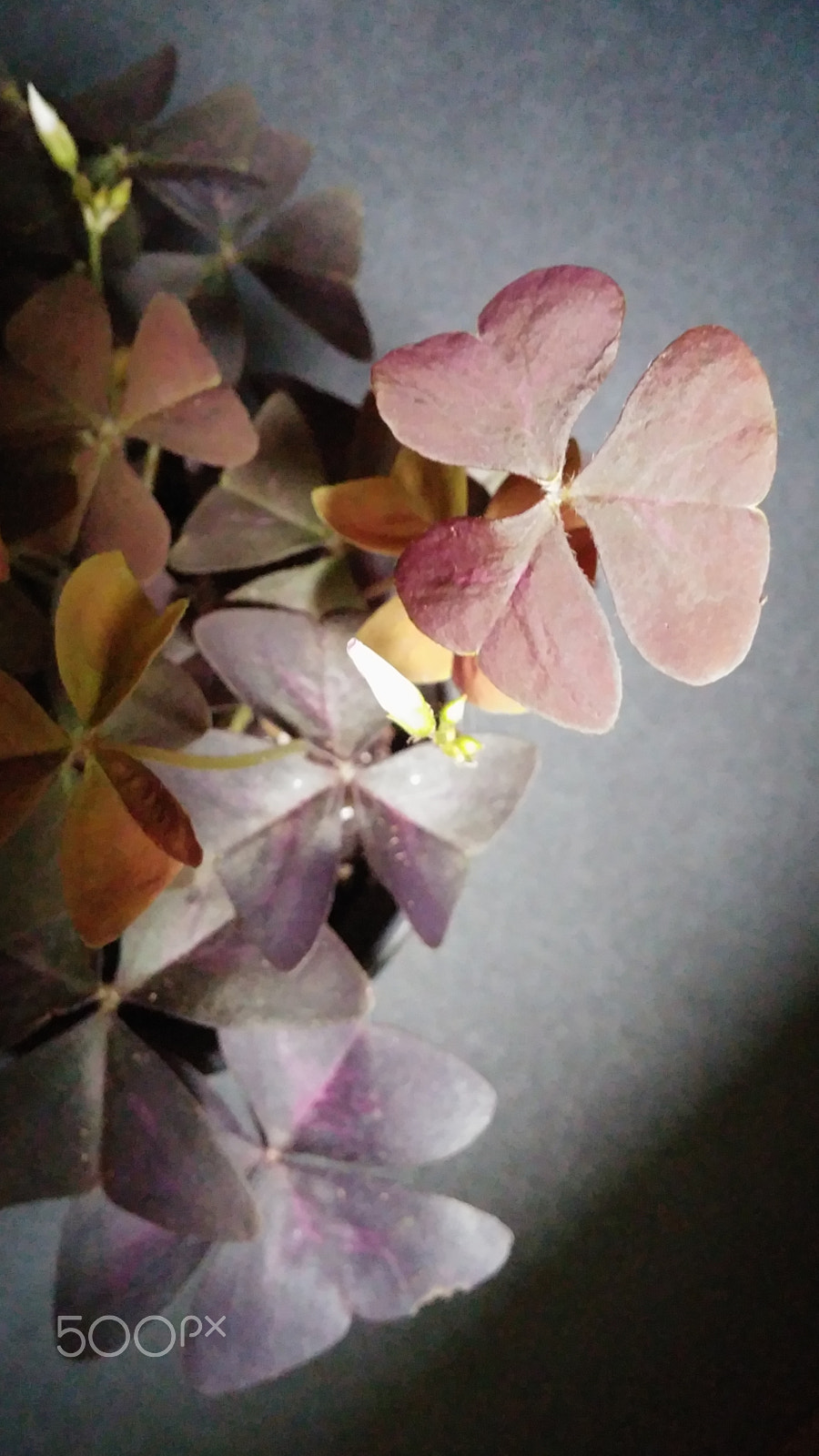 LG G3 CAT.6 sample photo. Sarangcho (flower language ; eternal love) photography
