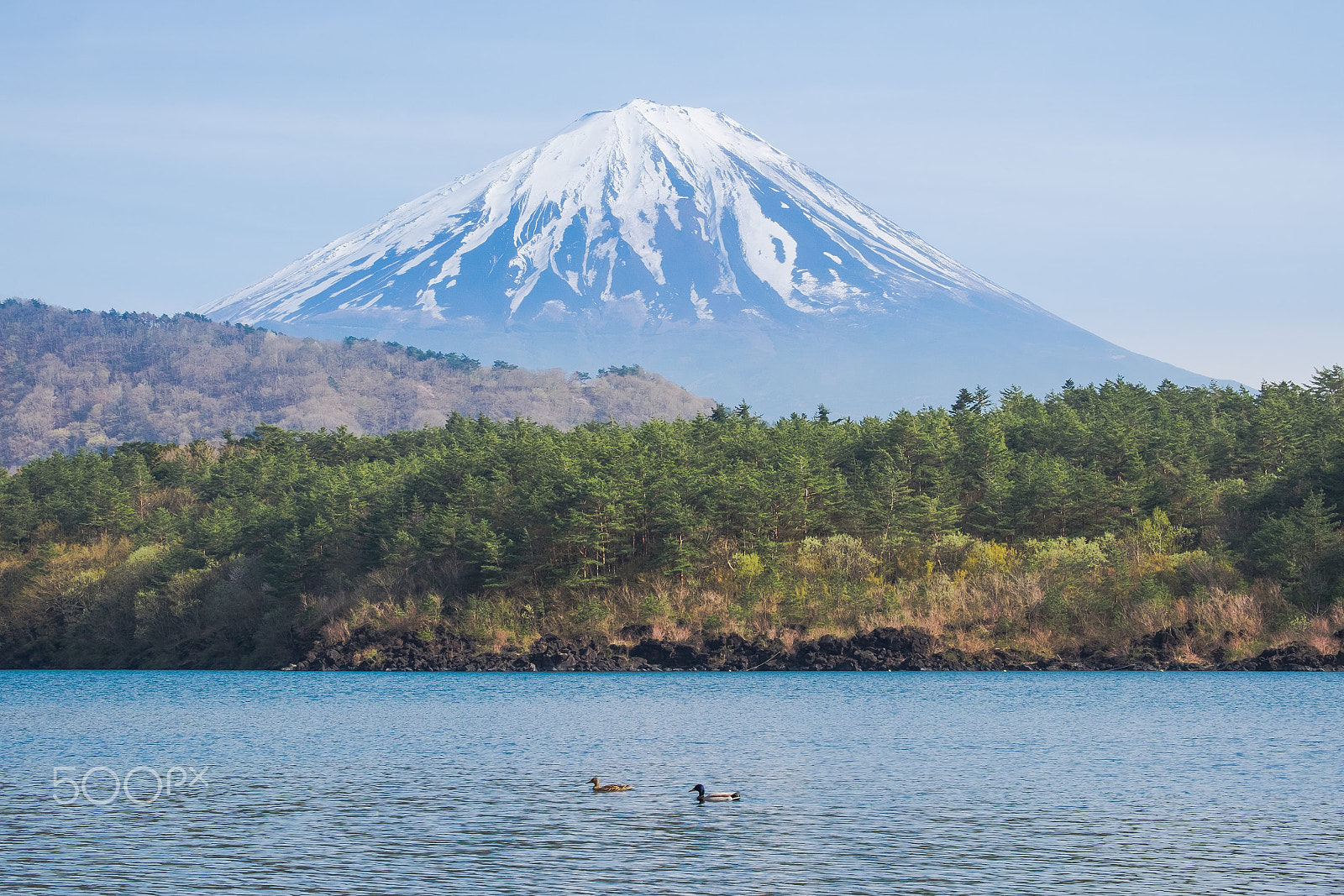 Fujifilm X-E2 + Fujifilm XC 50-230mm F4.5-6.7 OIS II sample photo. Mount fuji with gooses photography