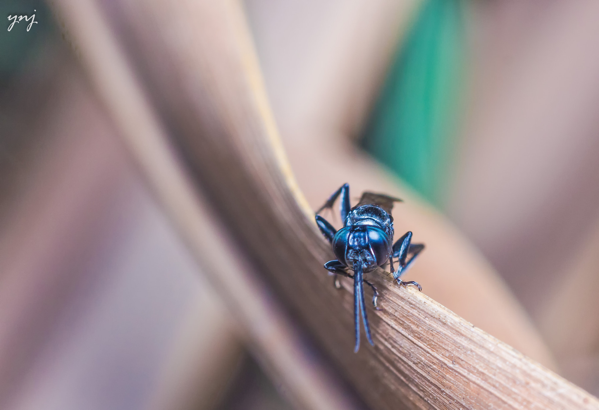 Sigma 70-300mm F4-5.6 APO DG Macro sample photo. Finding pastels in macro photography