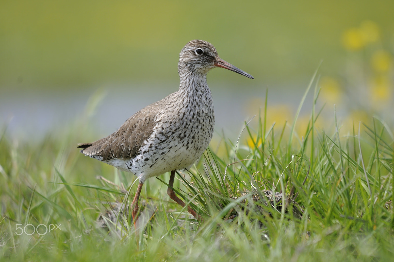 Sigma 150-500mm F5-6.3 DG OS HSM sample photo. Common redshank photography