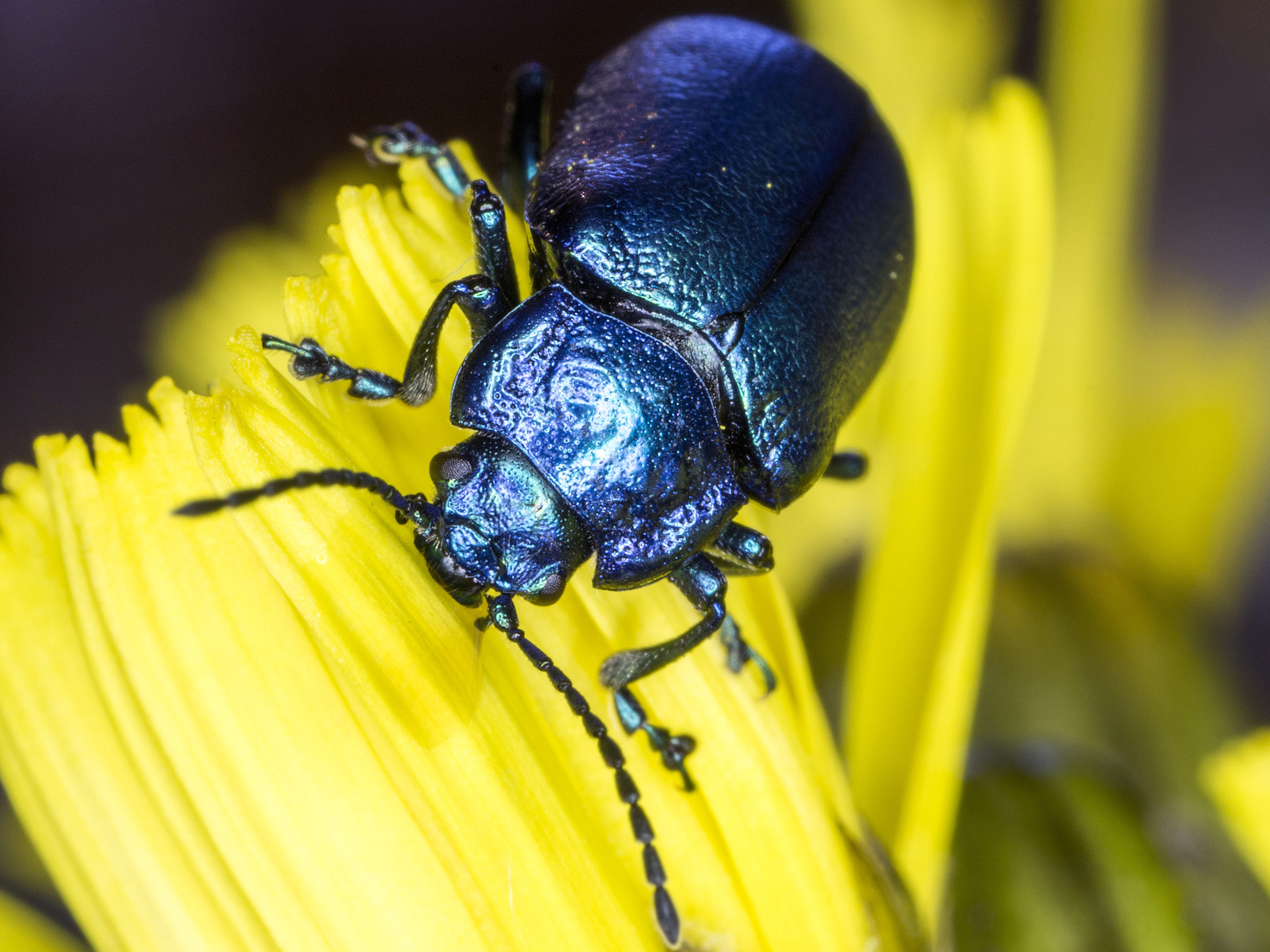 Canon MP-E 65mm F2.5 1-5x Macro Photo sample photo. Colors photography