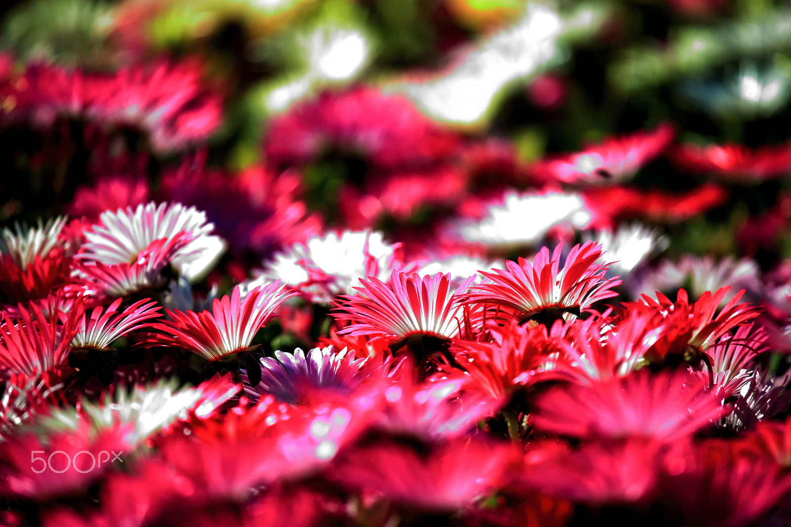 Canon EOS 700D (EOS Rebel T5i / EOS Kiss X7i) sample photo. Livingstone daisies photography