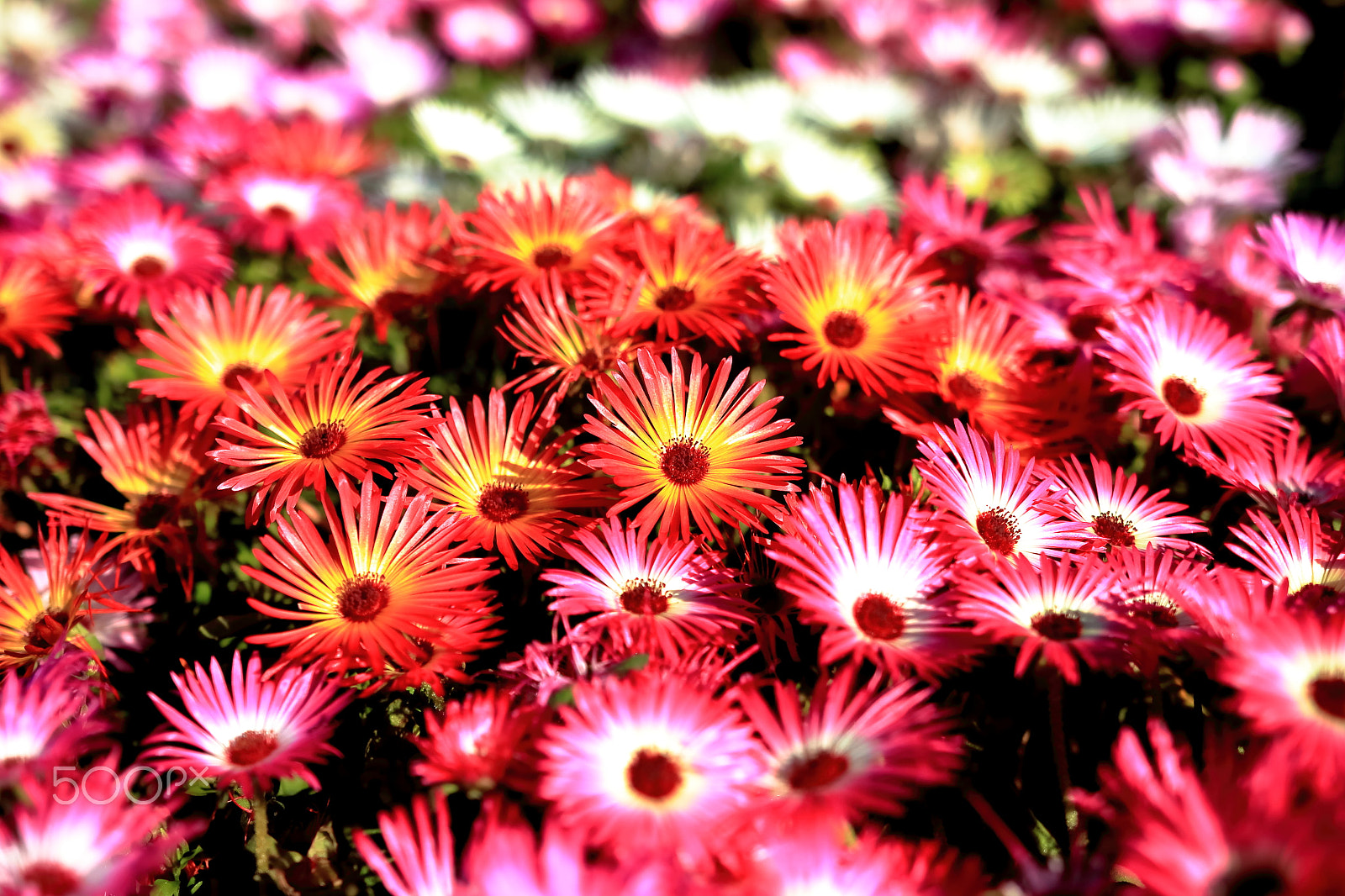 Canon EOS 700D (EOS Rebel T5i / EOS Kiss X7i) + Sigma 18-35mm f/1.8 DC HSM sample photo. Livingstone daisies photography