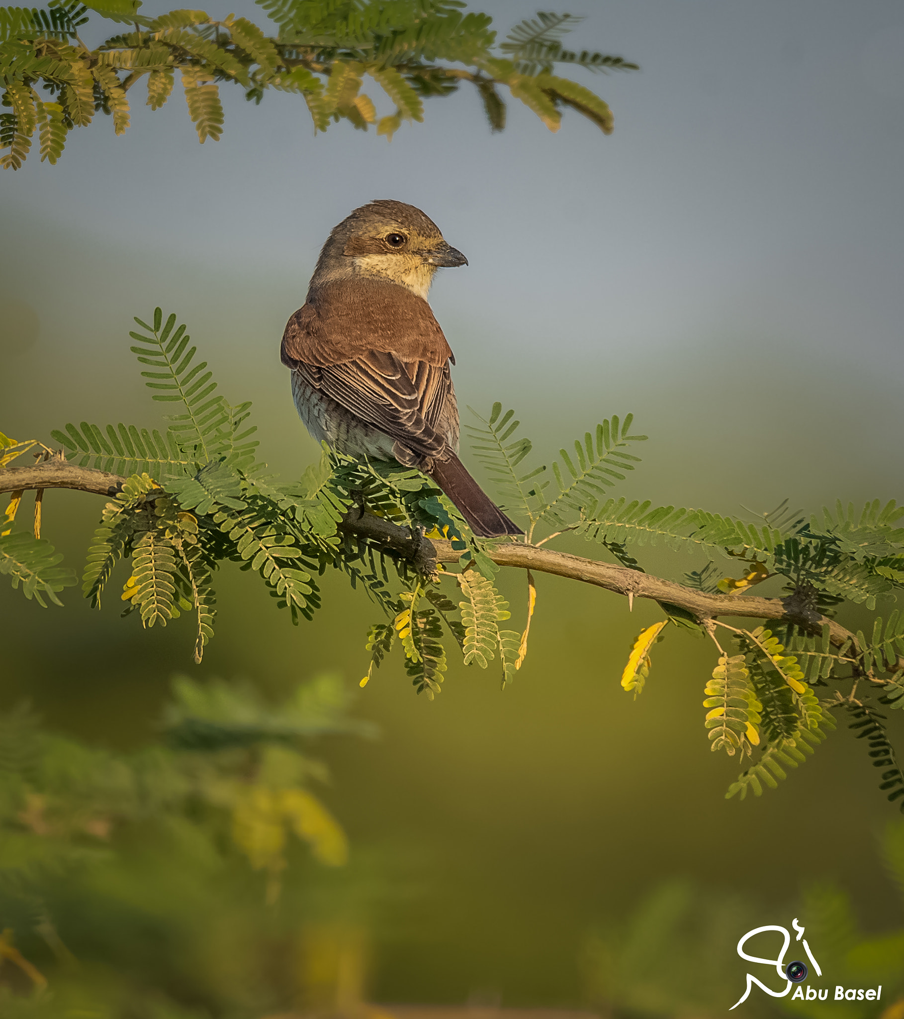Sigma 150-600mm F5-6.3 DG OS HSM | S sample photo