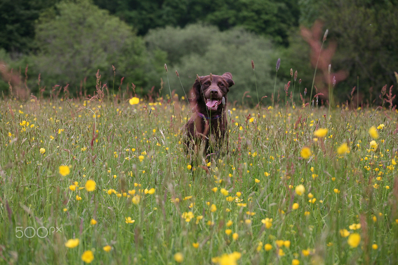 Canon EOS 5D + EF75-300mm f/4-5.6 sample photo. Brown english cocker spaniel photography