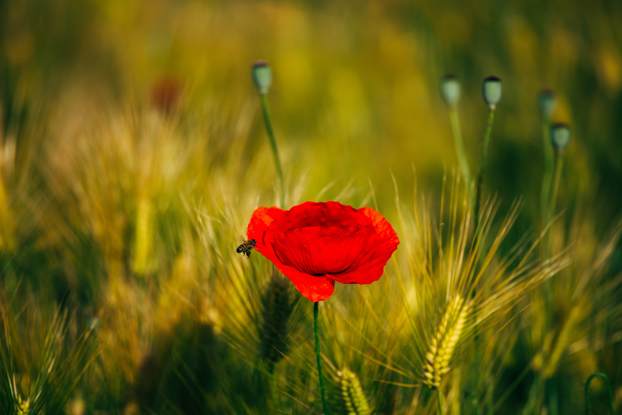 Nikon Nikkor AF-S 300mm F4E PF ED VR sample photo. Barley & poppy photography
