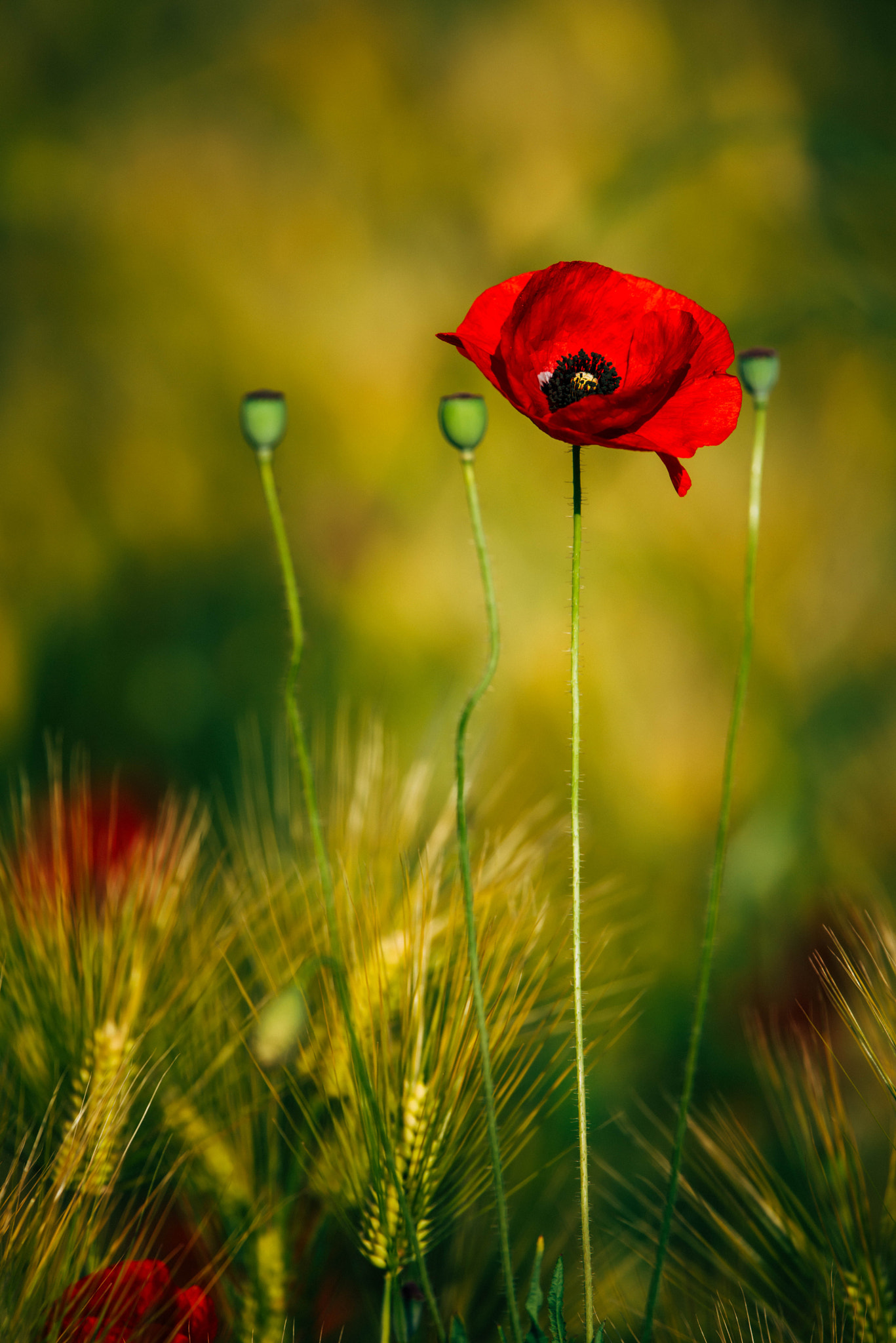Nikon Nikkor AF-S 300mm F4E PF ED VR sample photo. Barley & poppy photography