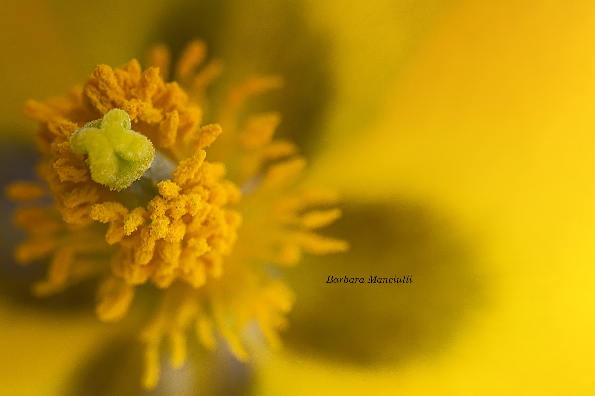 Sigma 150mm F2.8 EX DG OS Macro HSM sample photo. Il cuore photography