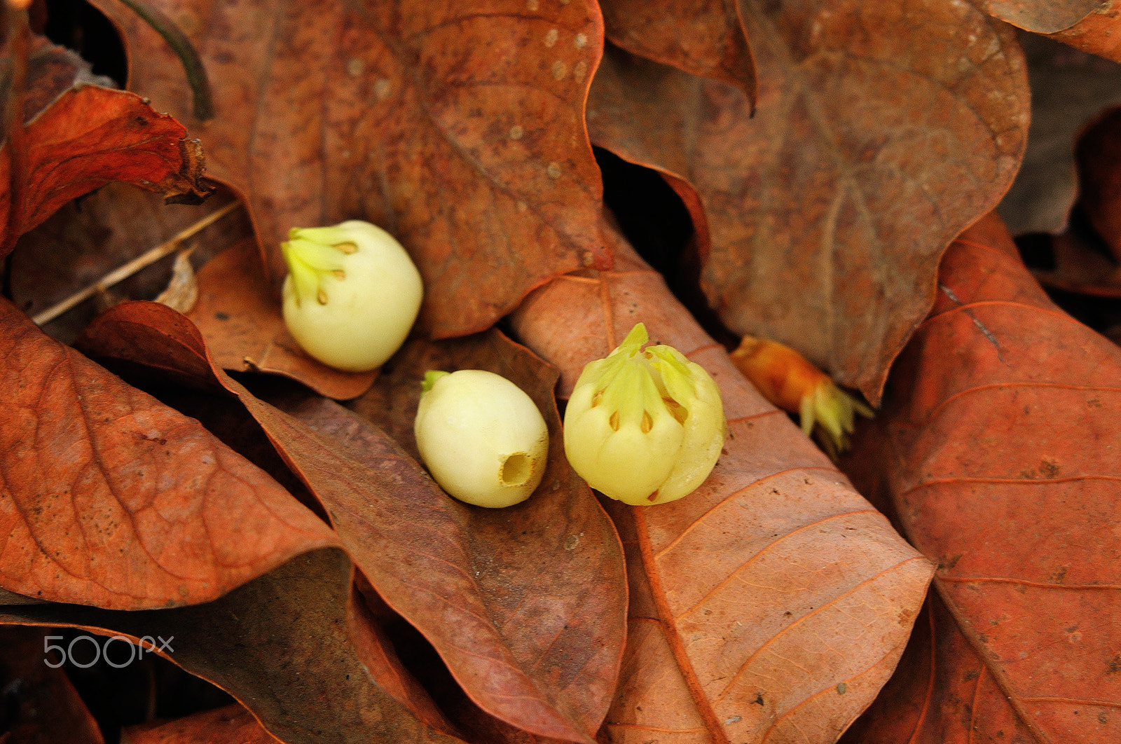 Nikon D90 + Sigma 50-500mm F4-6.3 EX APO RF HSM sample photo. Mahua edible flower photography