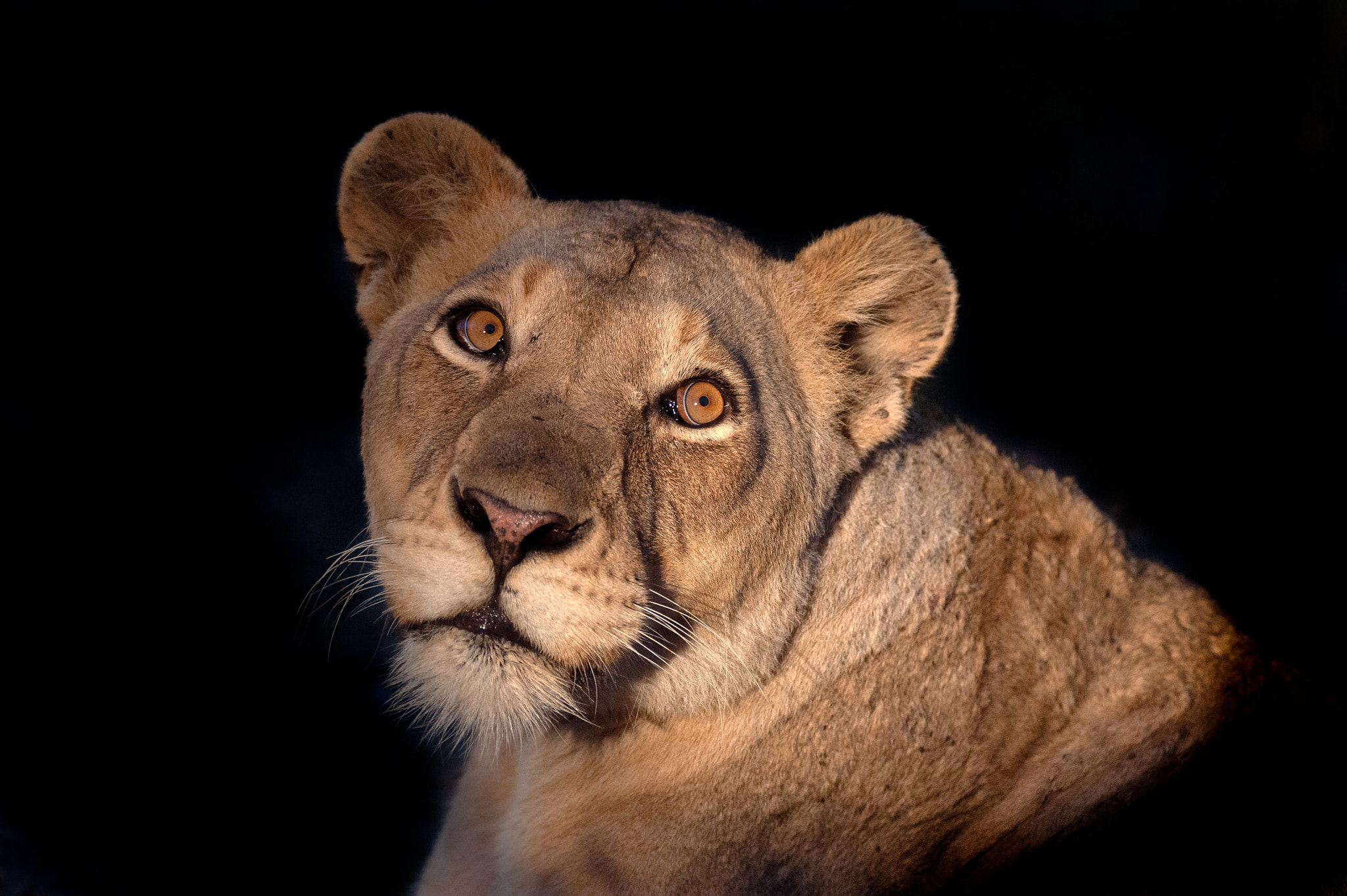 Nikon D3 sample photo. Night lion photography