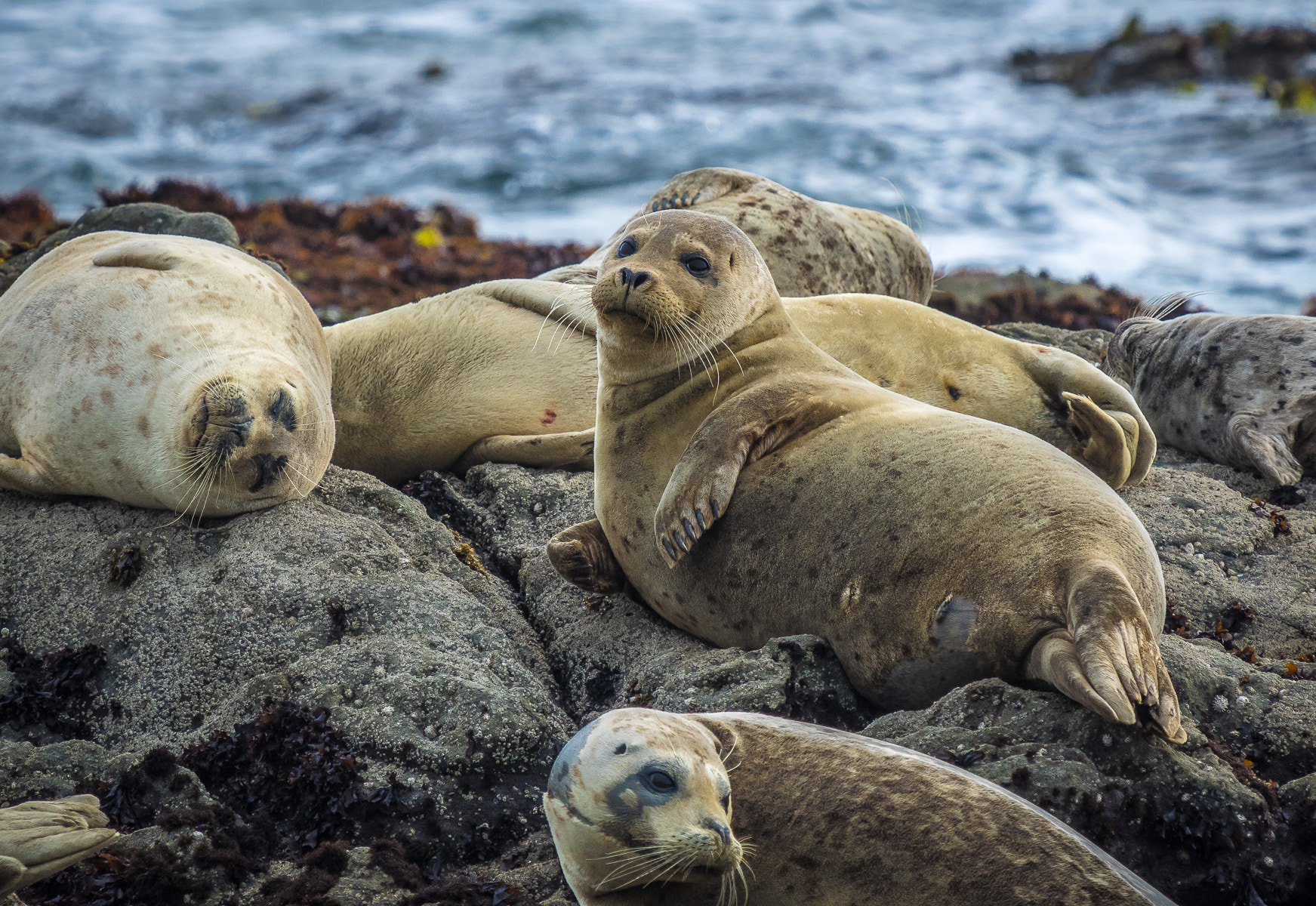 Olympus OM-D E-M1 + LEICA DG 100-400/F4.0-6.3 sample photo. Seals photography