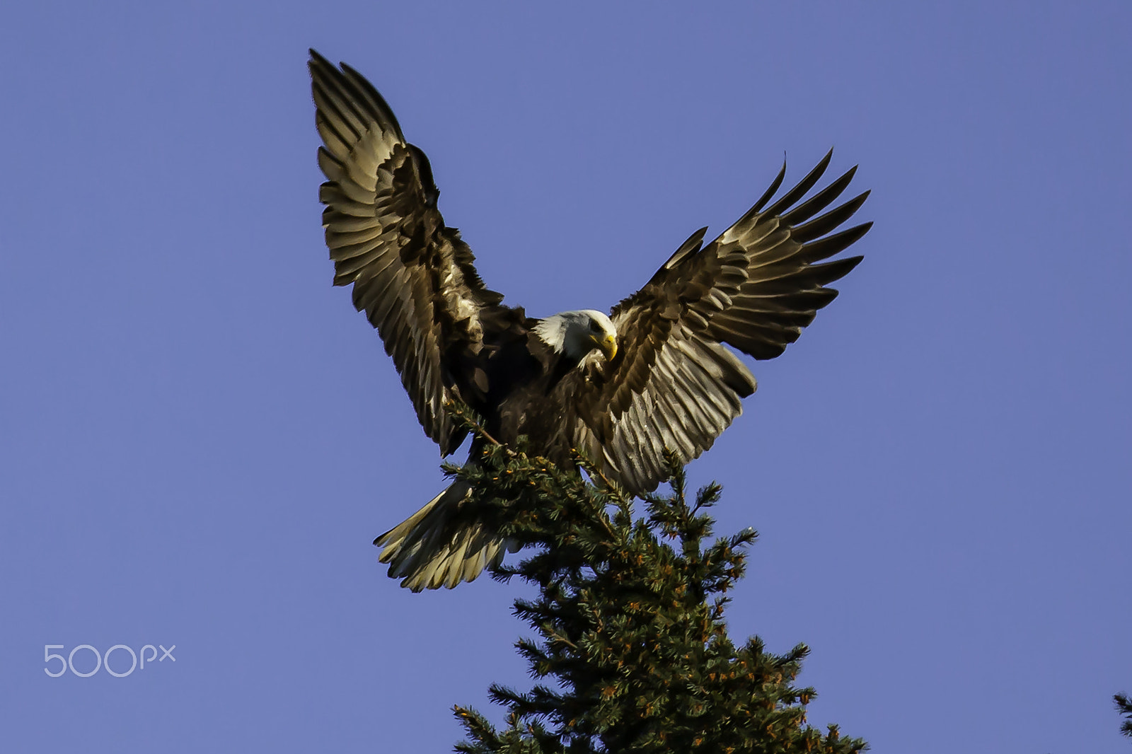 Canon EF 70-200mm F2.8L IS II USM sample photo. Angel eagle photography