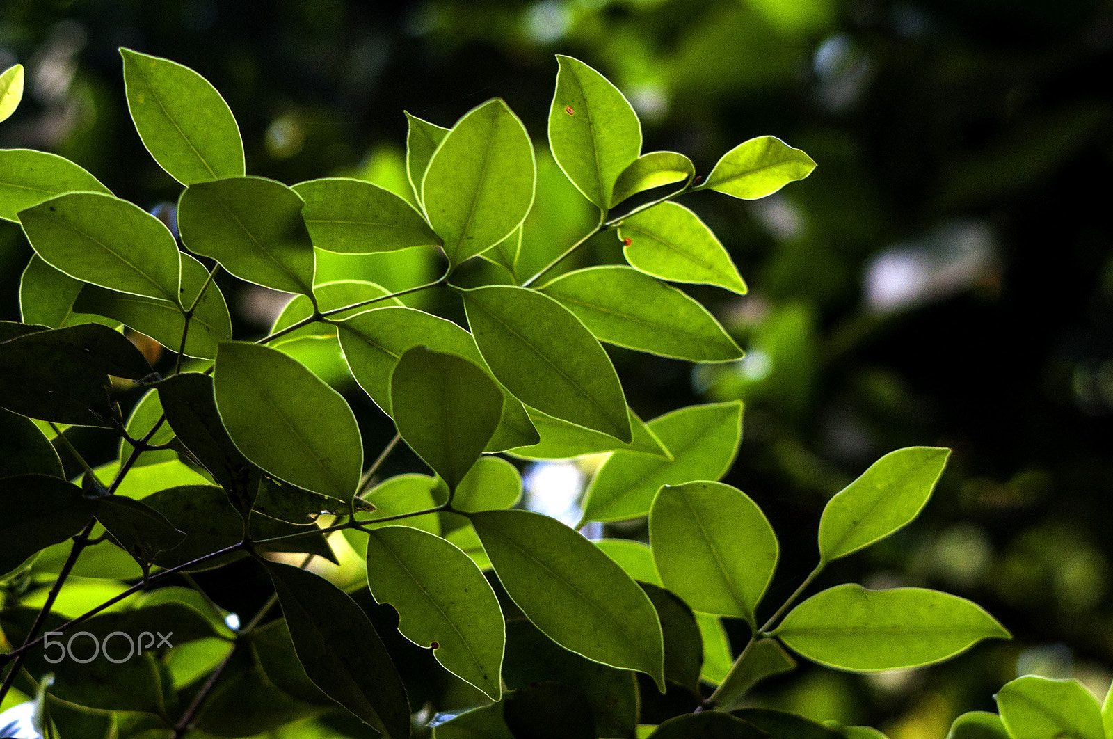 Nikon D90 + Sigma 50-500mm F4-6.3 EX APO RF HSM sample photo. Green foliage photography