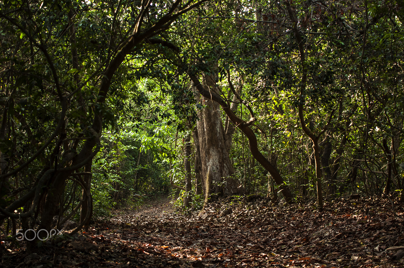 Sigma 50-500mm F4-6.3 EX APO RF HSM sample photo. Forest photography