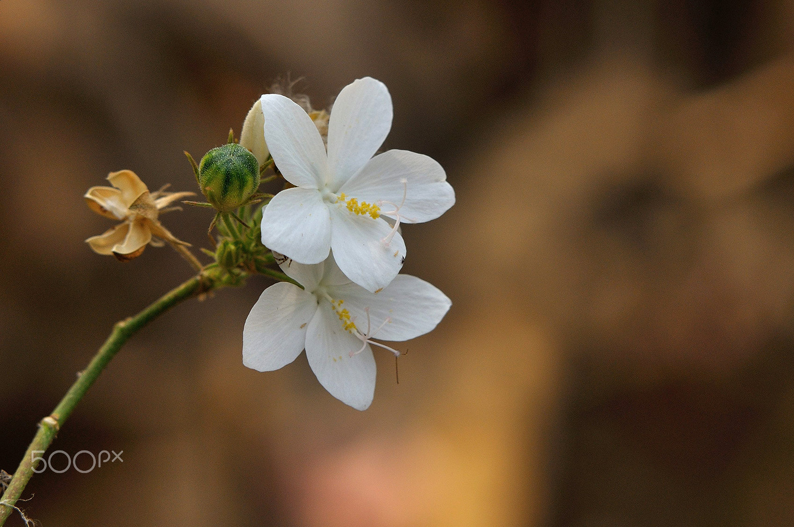 Sigma 50-500mm F4-6.3 EX APO RF HSM sample photo. Twins photography