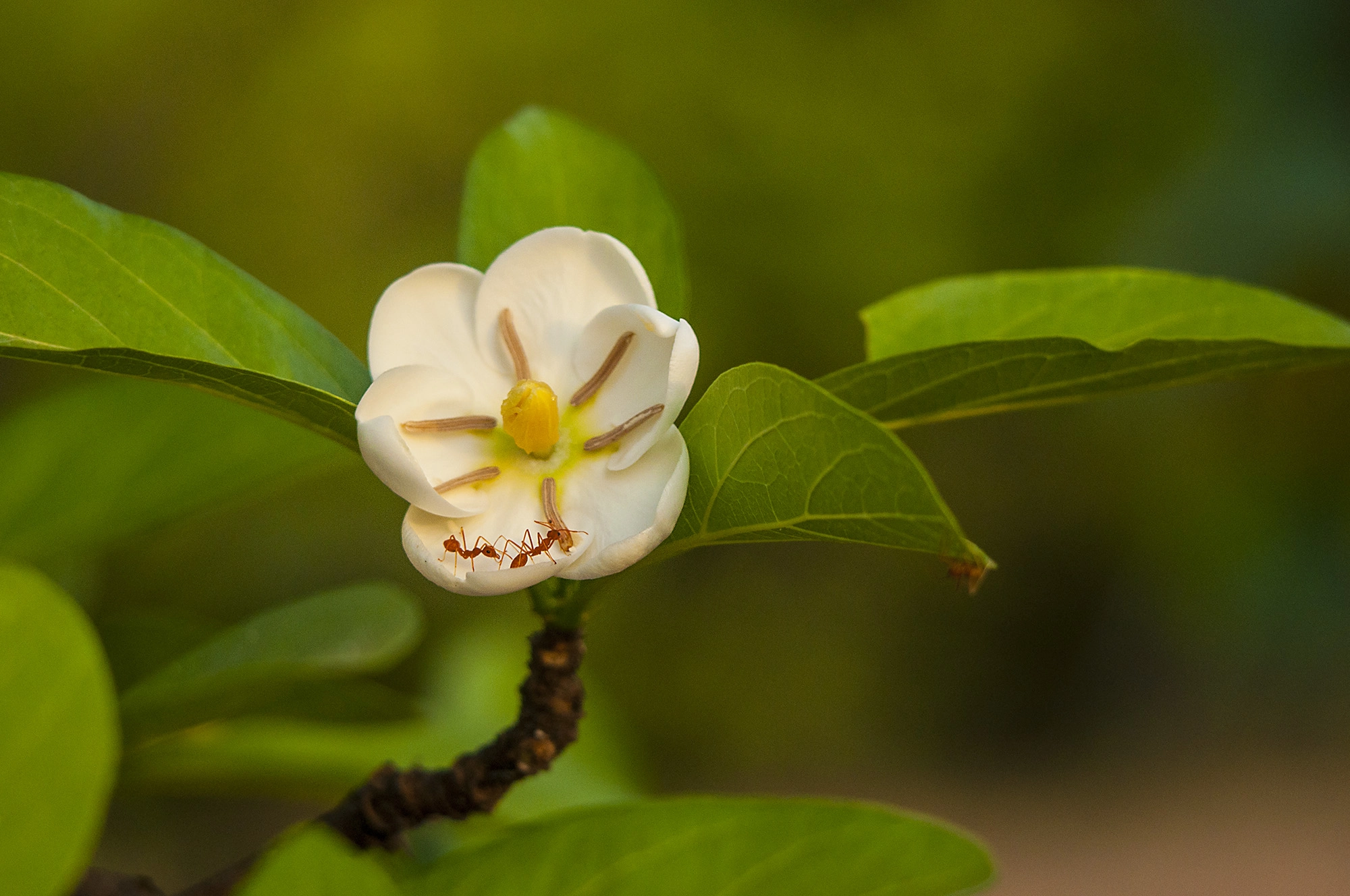 Sigma 50-500mm F4-6.3 EX APO RF HSM sample photo. Ants photography