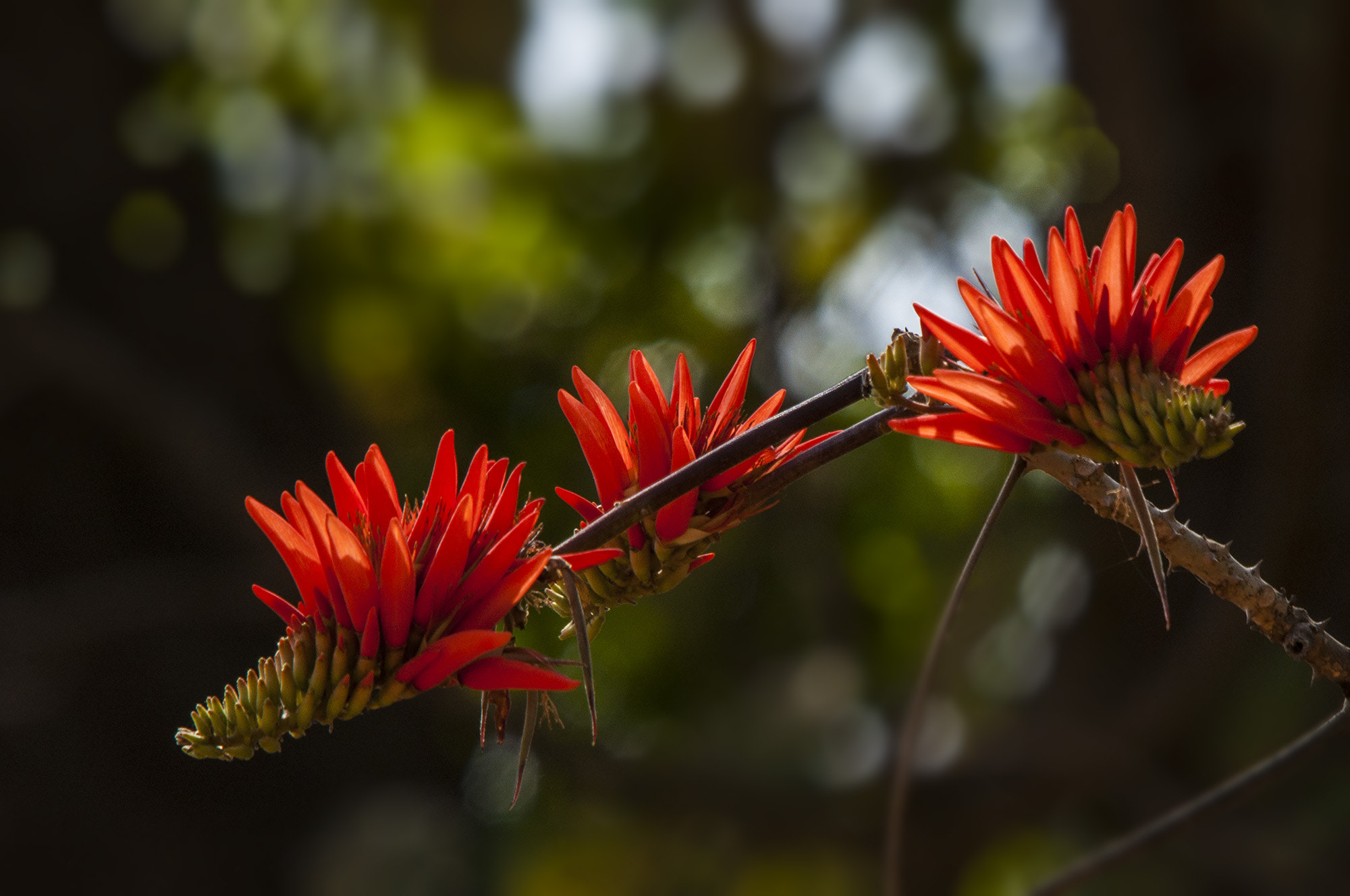 Nikon D90 + Sigma 50-500mm F4-6.3 EX APO RF HSM sample photo. Indian coral tree flowers photography