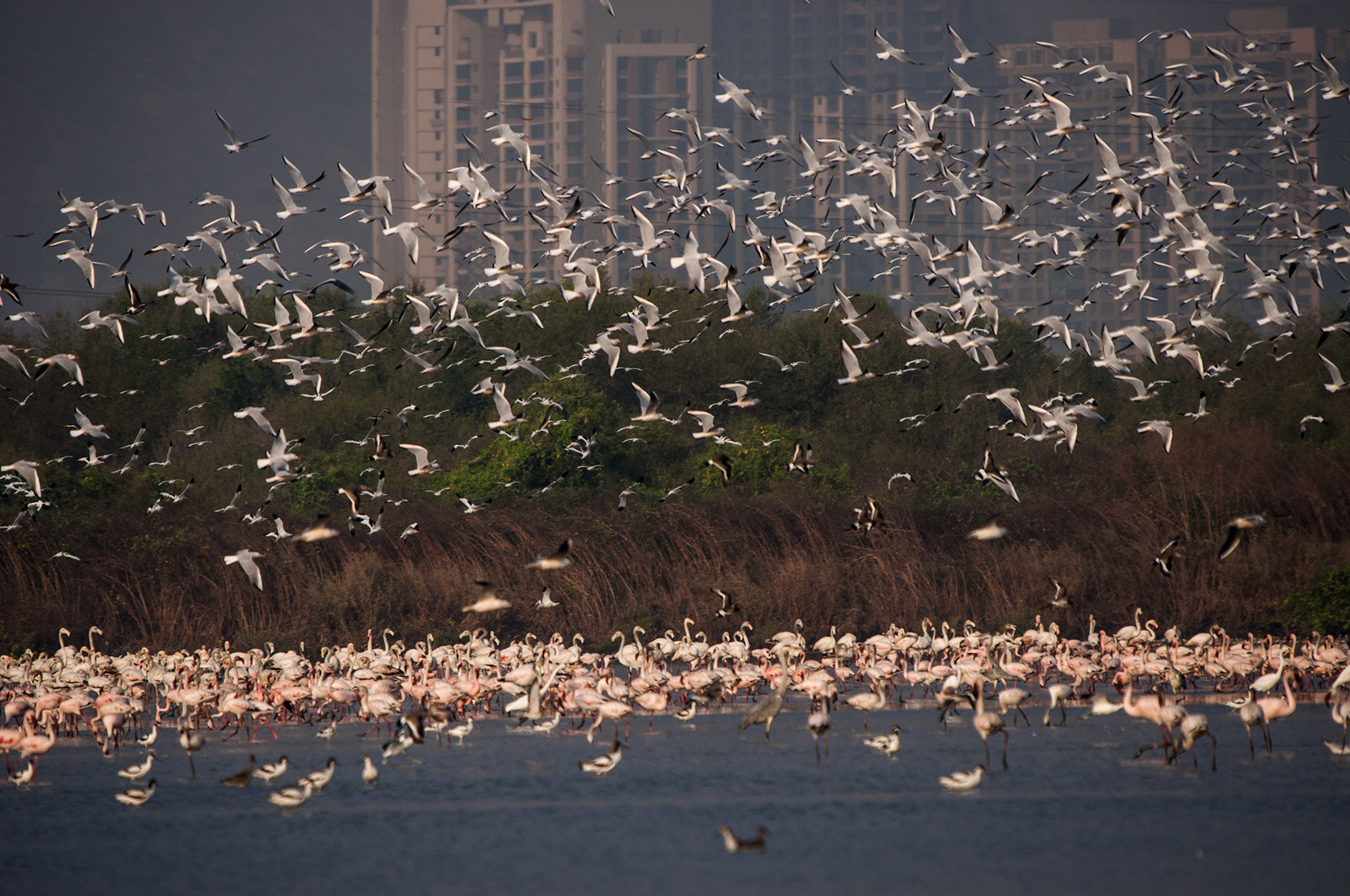 Nikon D90 + Sigma 50-500mm F4-6.3 EX APO RF HSM sample photo. Pink visitors photography