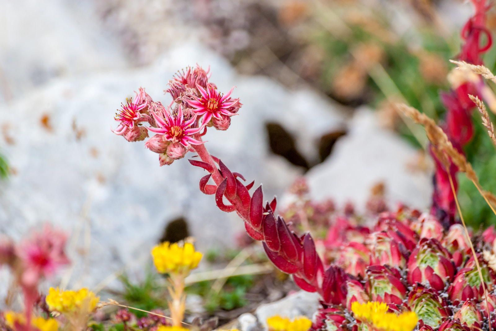 Sigma 70-300mm F4-5.6 APO DG Macro sample photo. Succulent of the mountain photography