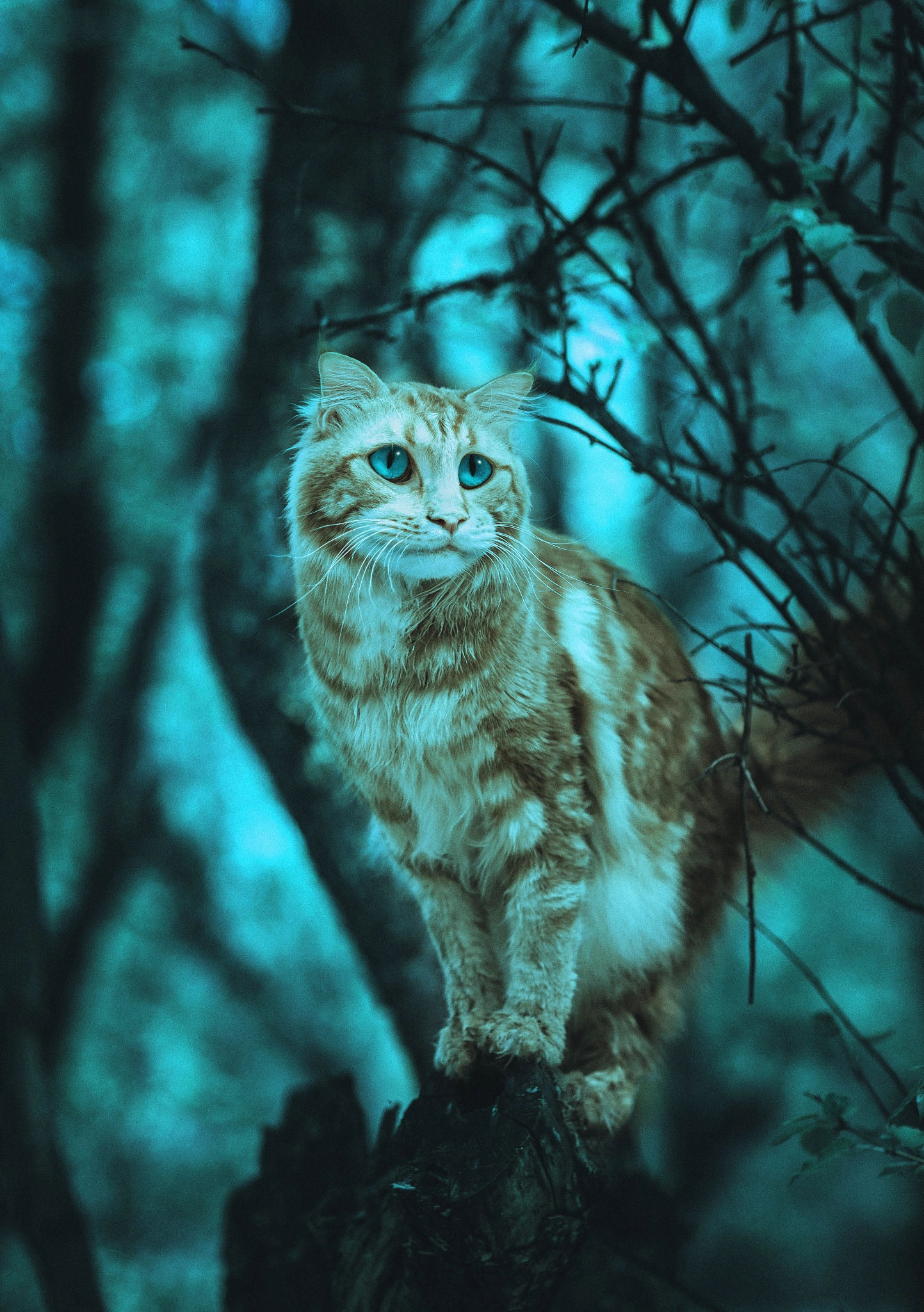 Sony Planar T* 85mm F1.4 ZA sample photo. ))) photography