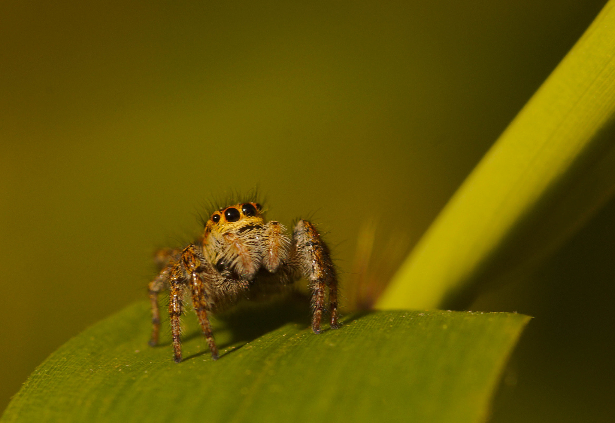 Sony SLT-A57 + Minolta AF 100mm F2.8 Macro [New] sample photo. Carrhotus xanthogramma photography